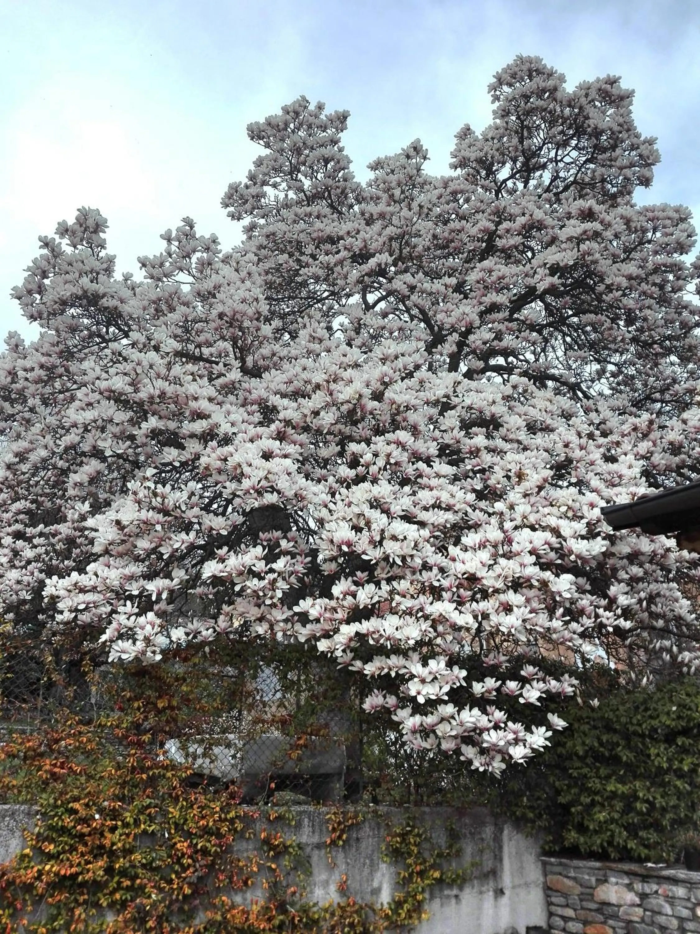 Garden in B&B Villa Claudia