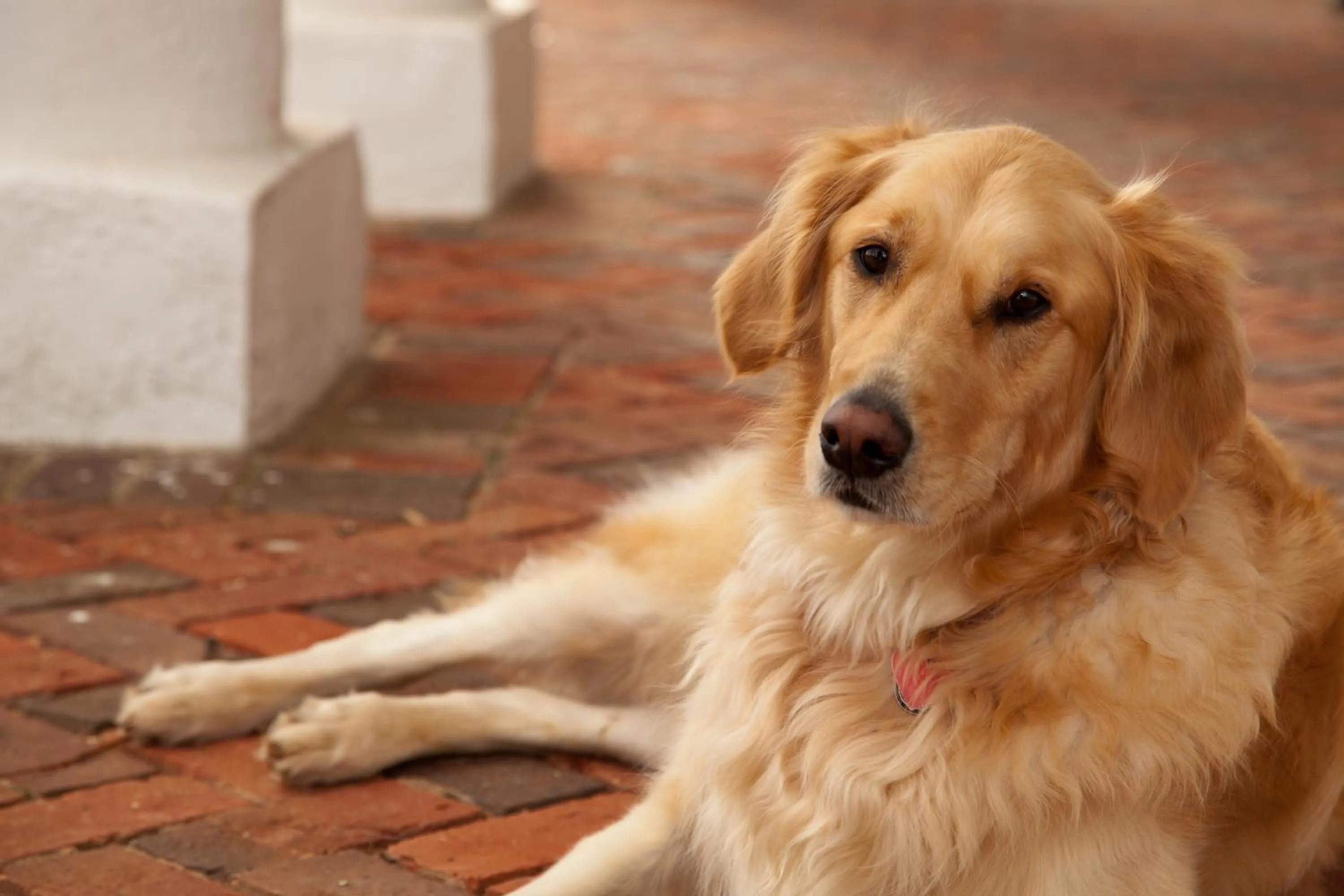 Pets in The Inn & Tavern at Meander