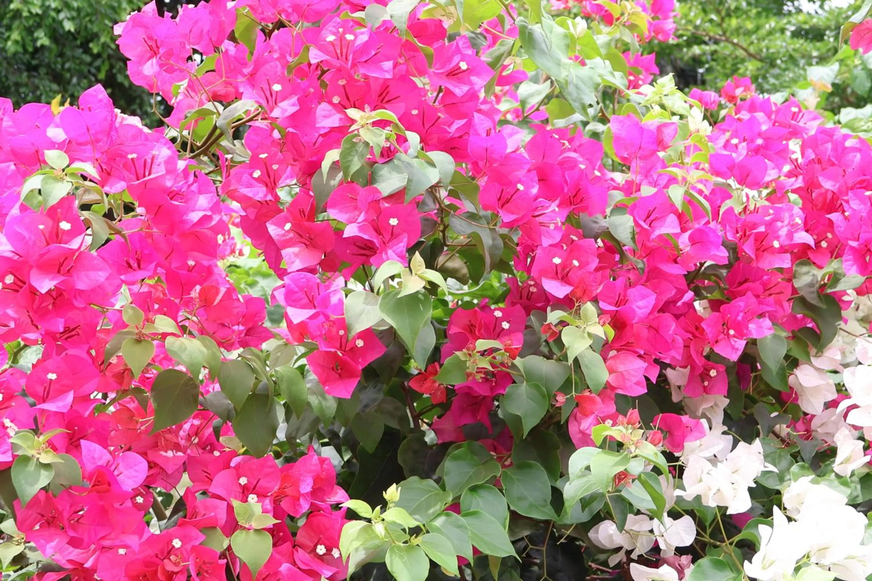 Inner courtyard view in Eat n Sleep