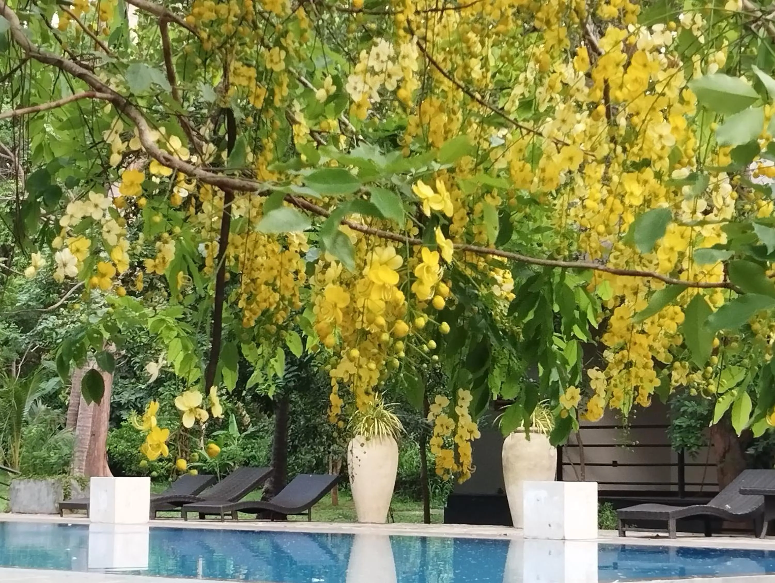 Property building in Athena Lake by Seedevi