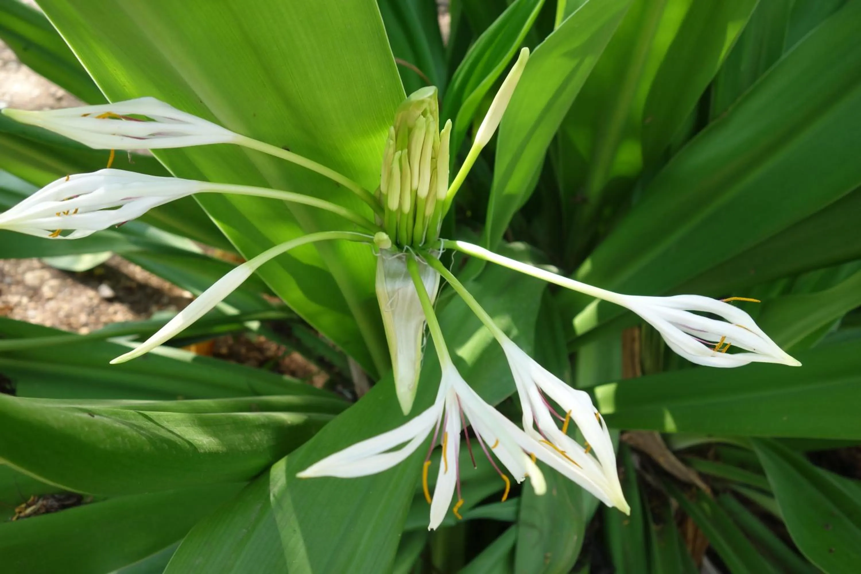 Garden in Lei Thar Gone Guest House