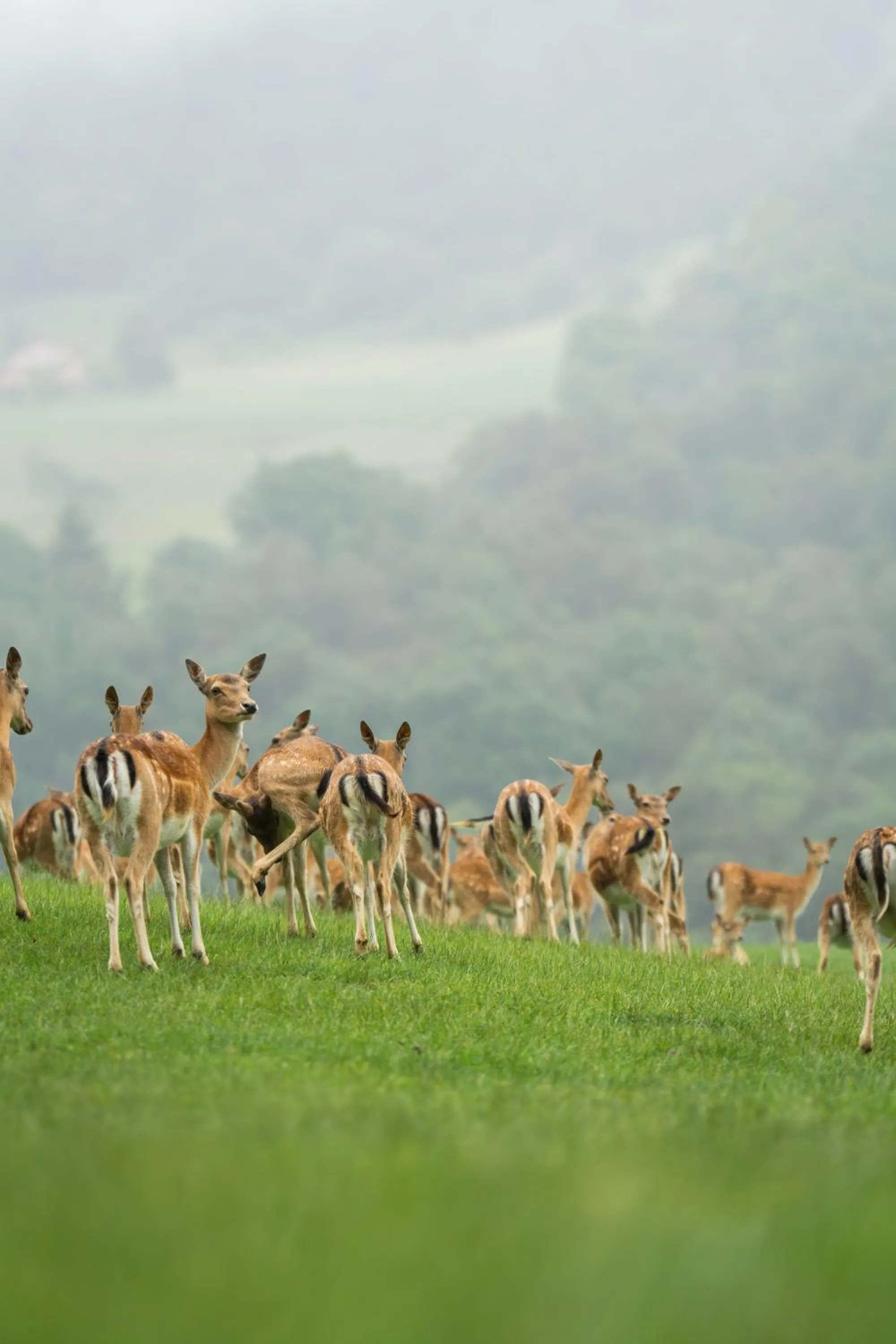 Guest House Pod Grebenom