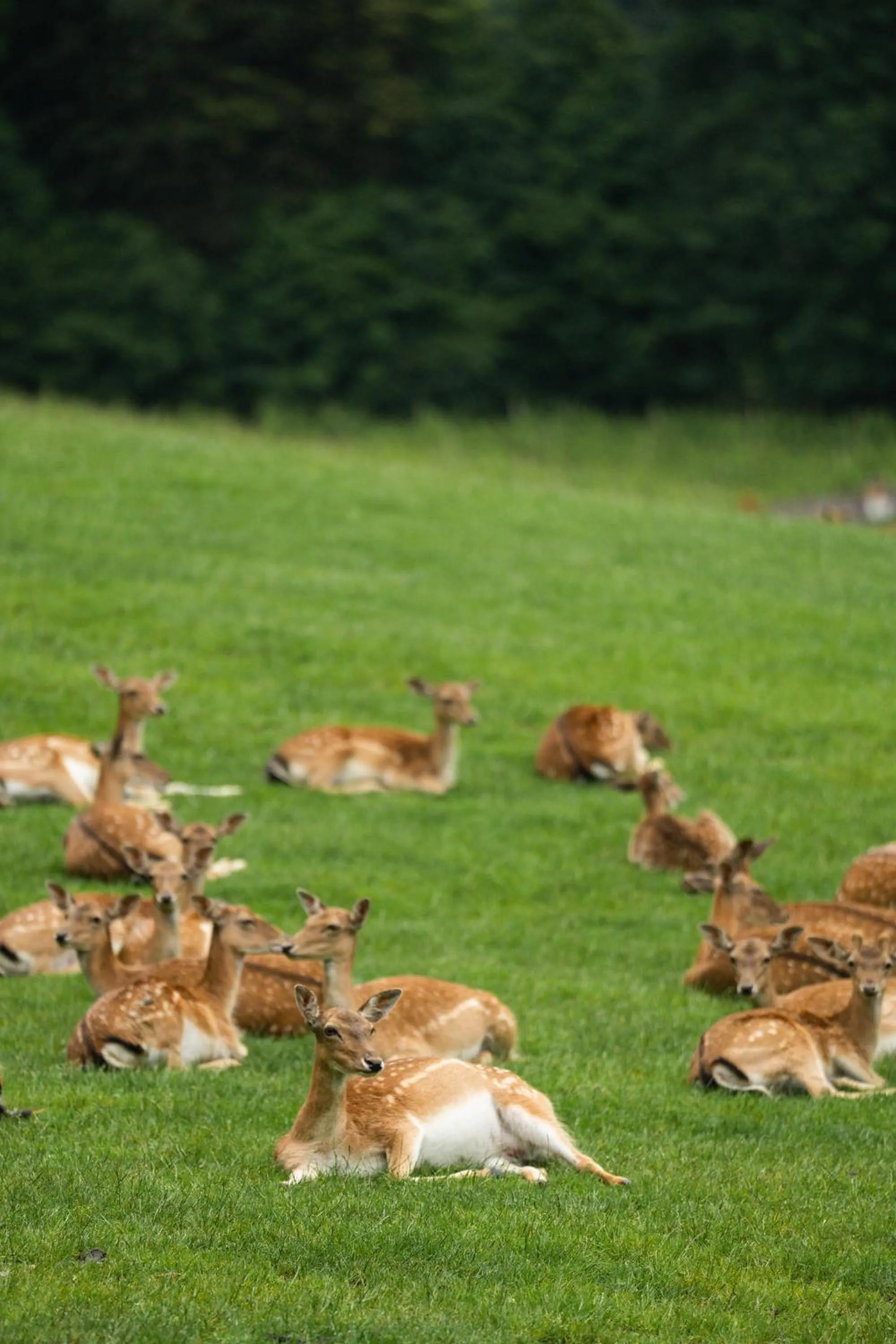 Guest House Pod Grebenom