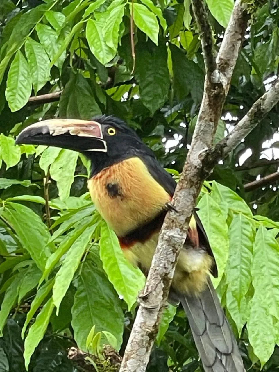 Garden in Kakao Lodge & Garden Río Celeste
