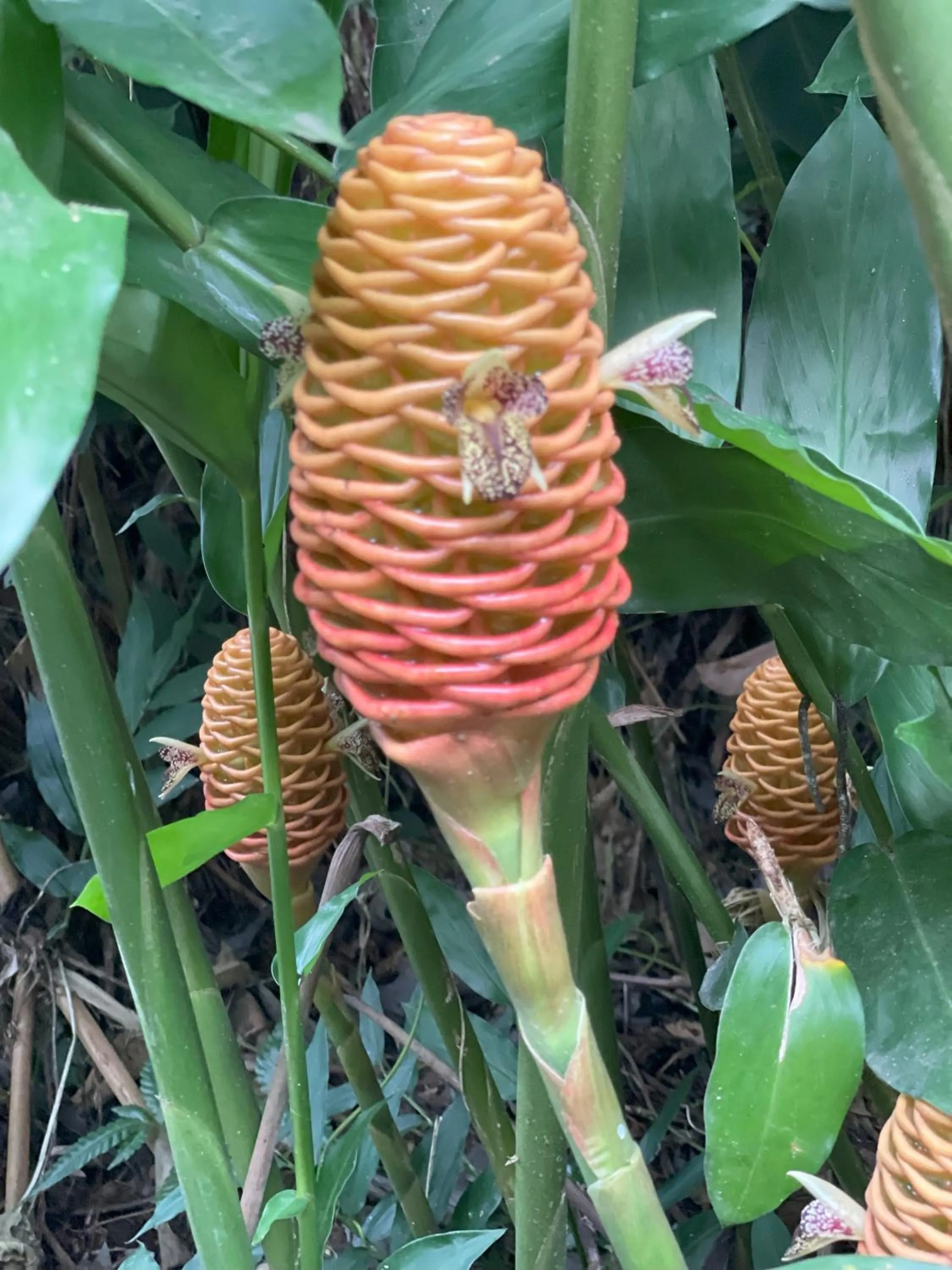 Garden in Kakao Lodge & Garden Río Celeste
