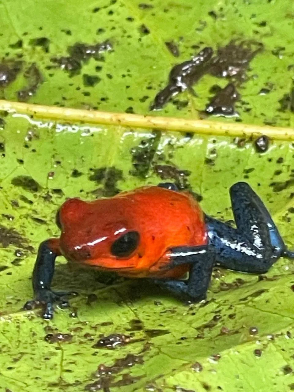 Garden in Kakao Lodge & Garden Río Celeste