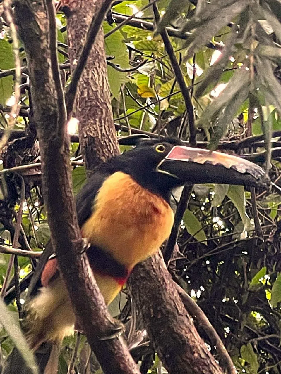 Garden in Kakao Lodge & Garden Río Celeste