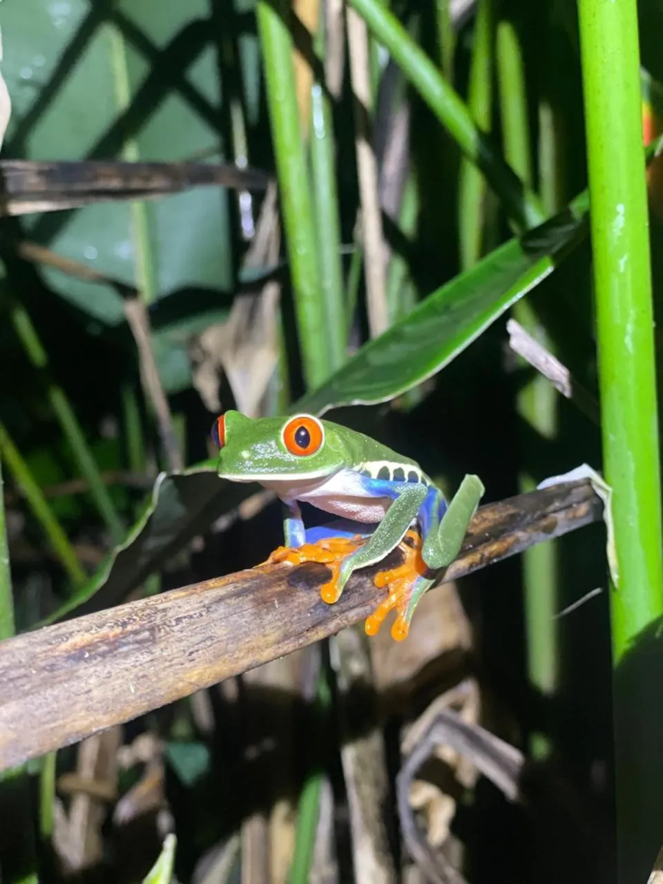 Garden in Kakao Lodge & Garden Río Celeste