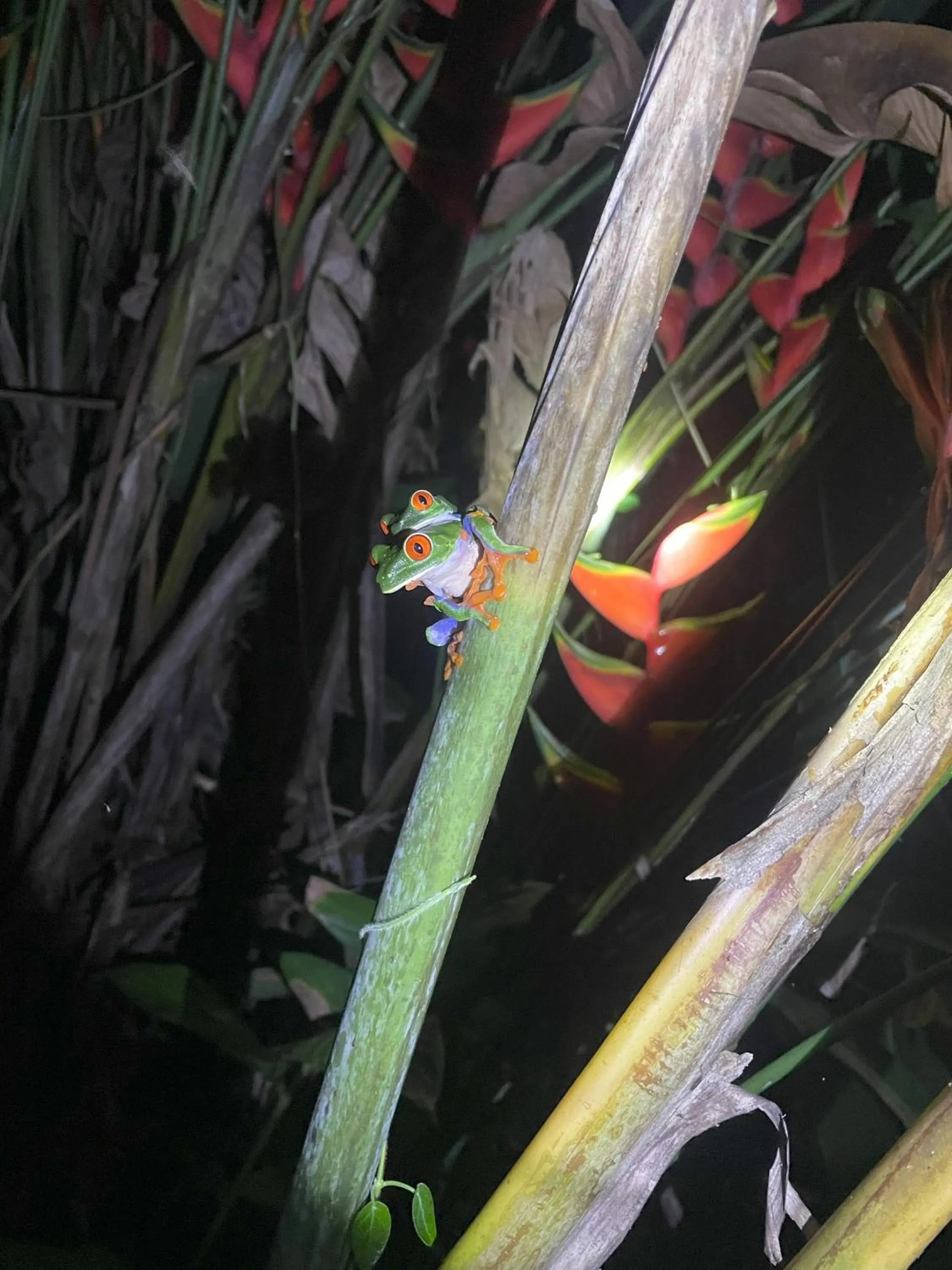 Garden in Kakao Lodge & Garden Río Celeste
