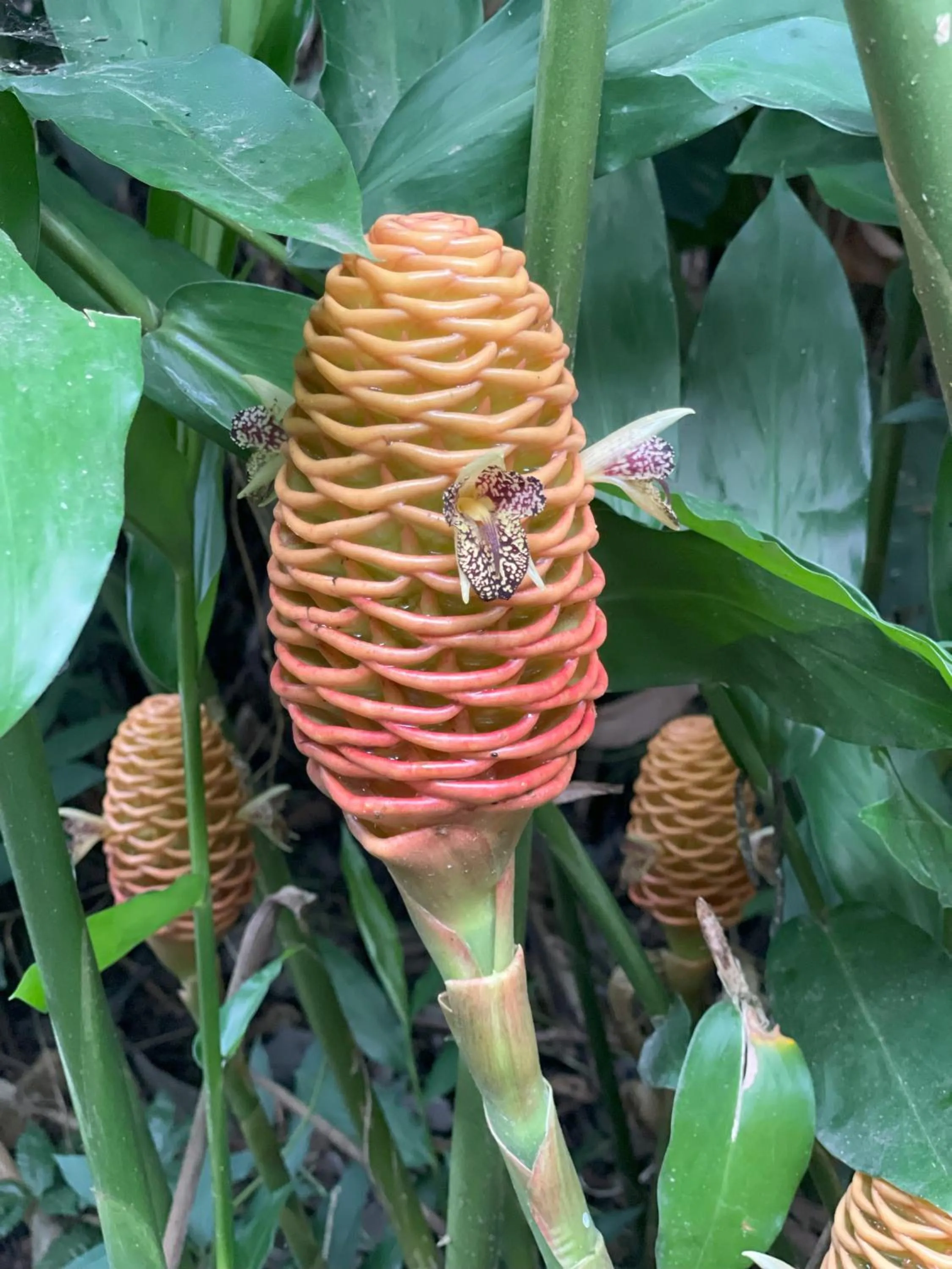Garden in Kakao Lodge & Garden Río Celeste
