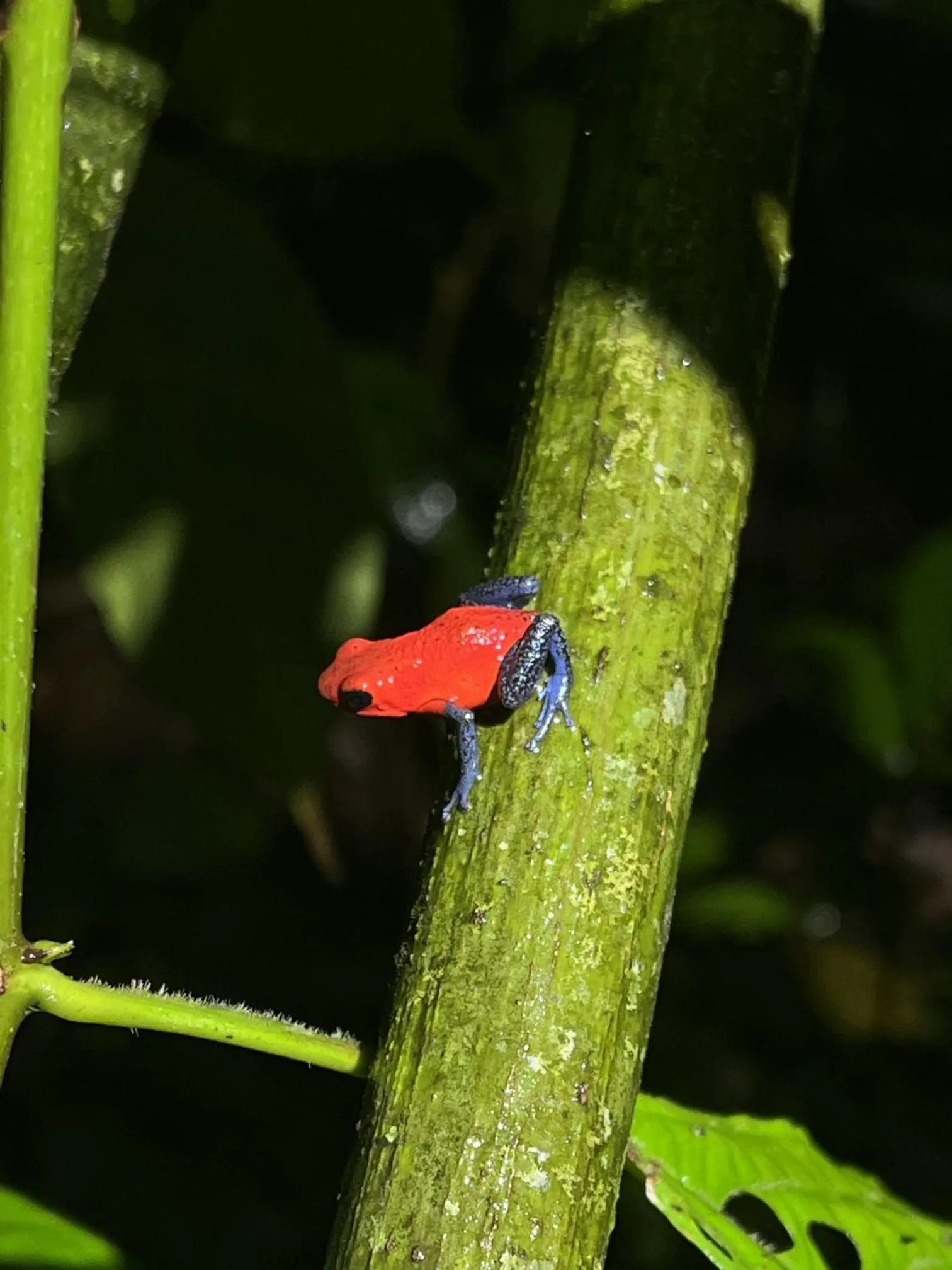 Natural landscape in Kakao Lodge & Garden Río Celeste