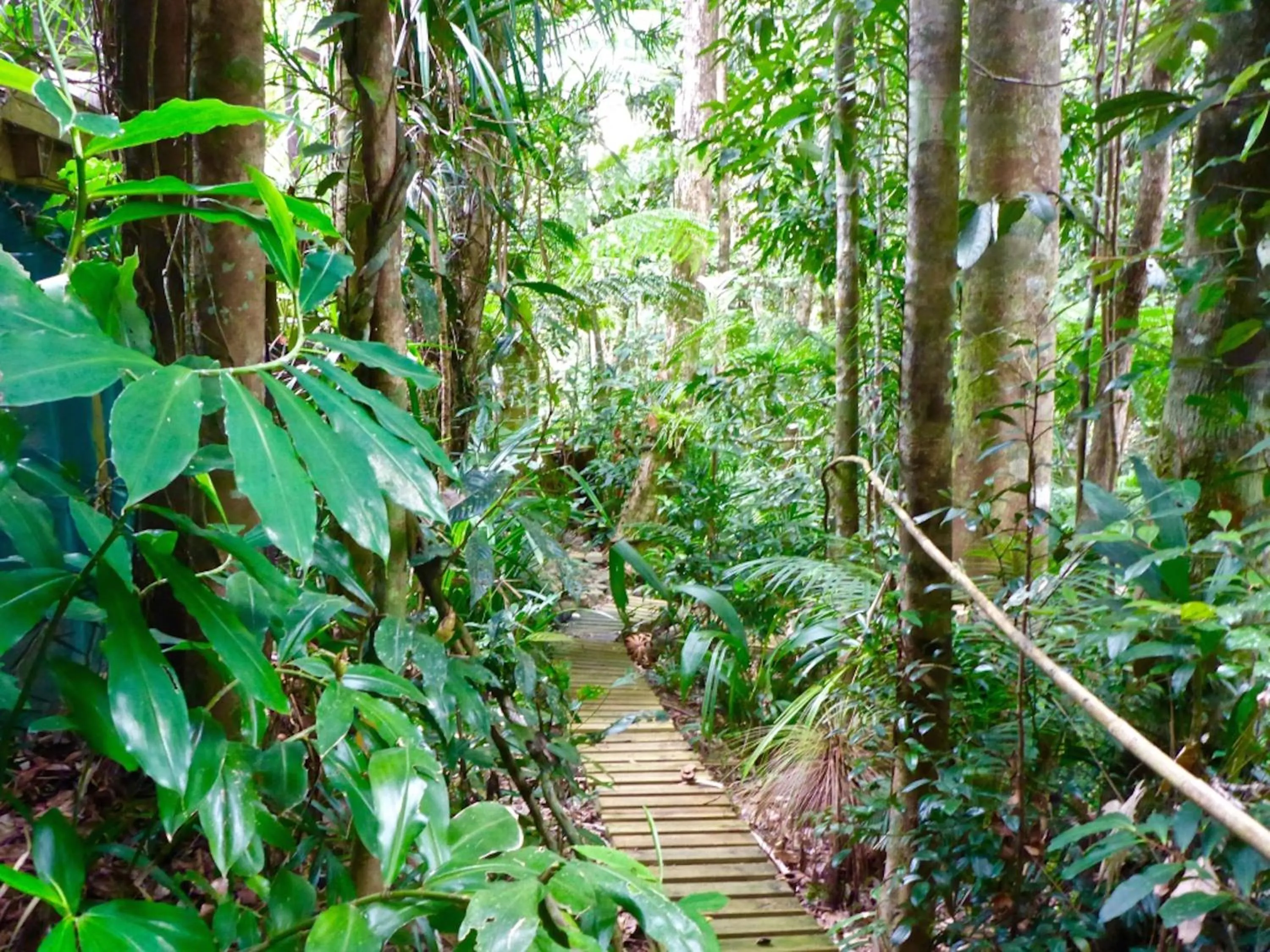 Garden in Kuranda Ngorongoro Lodge