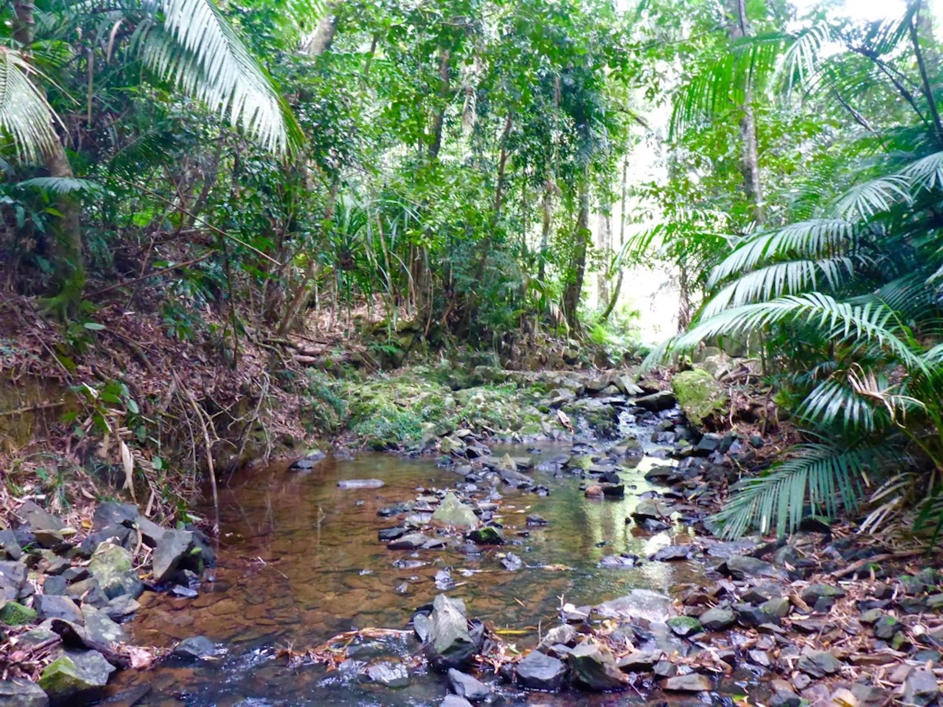 Garden in Kuranda Ngorongoro Lodge