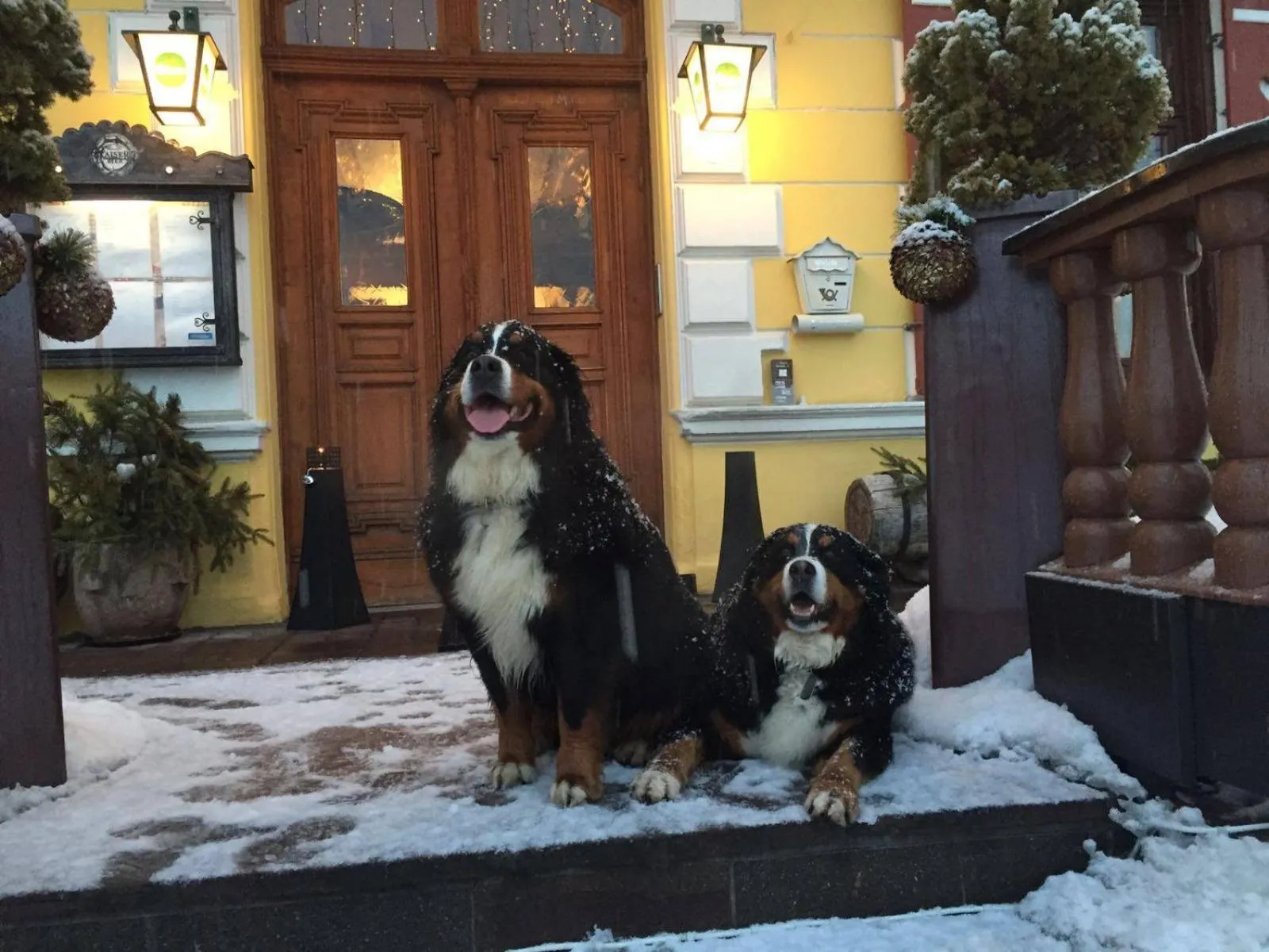Pets in Hotel Gasthof Post