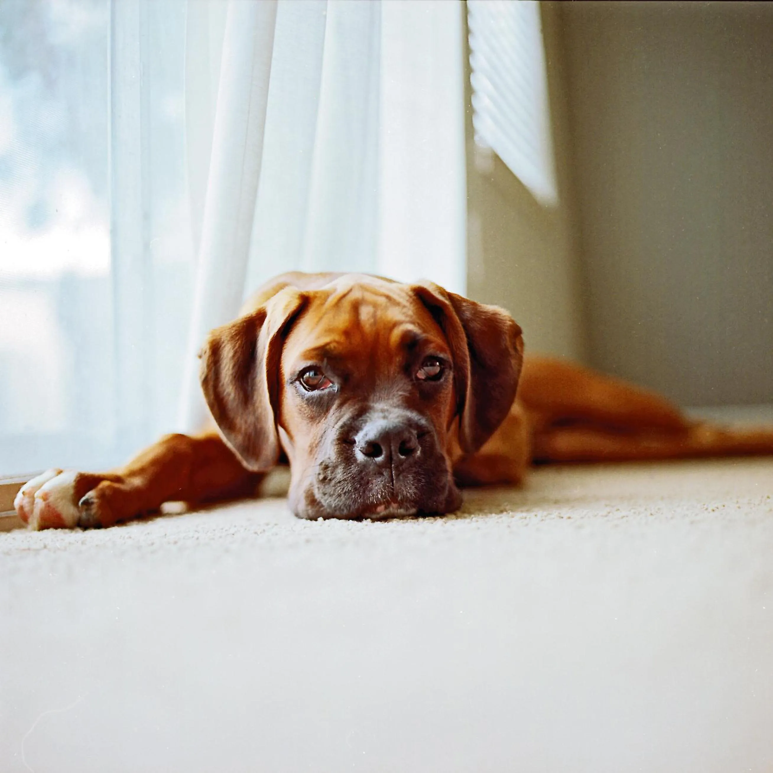 Pets in Pierre & Vacances Andorra Alba