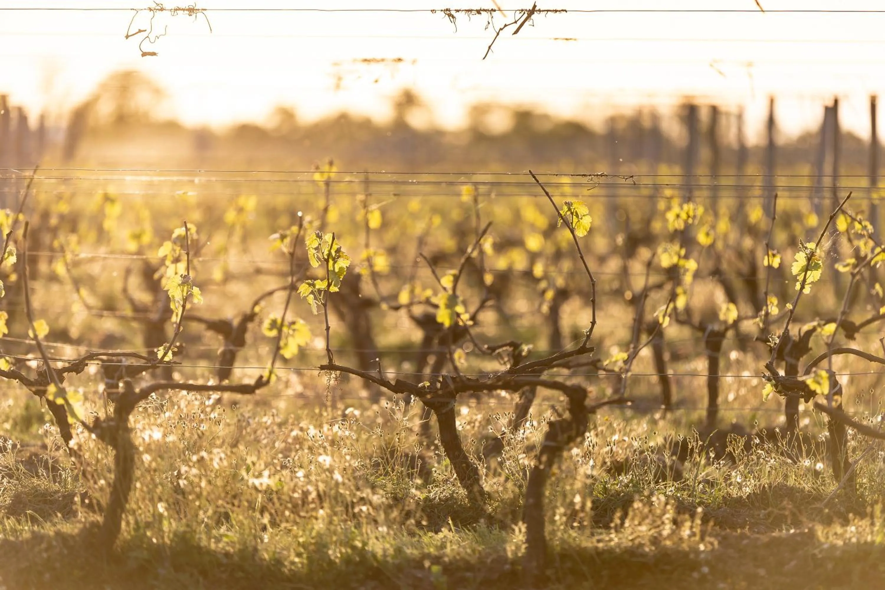 Chambres d'Hôtes Château Pierre de Montignac