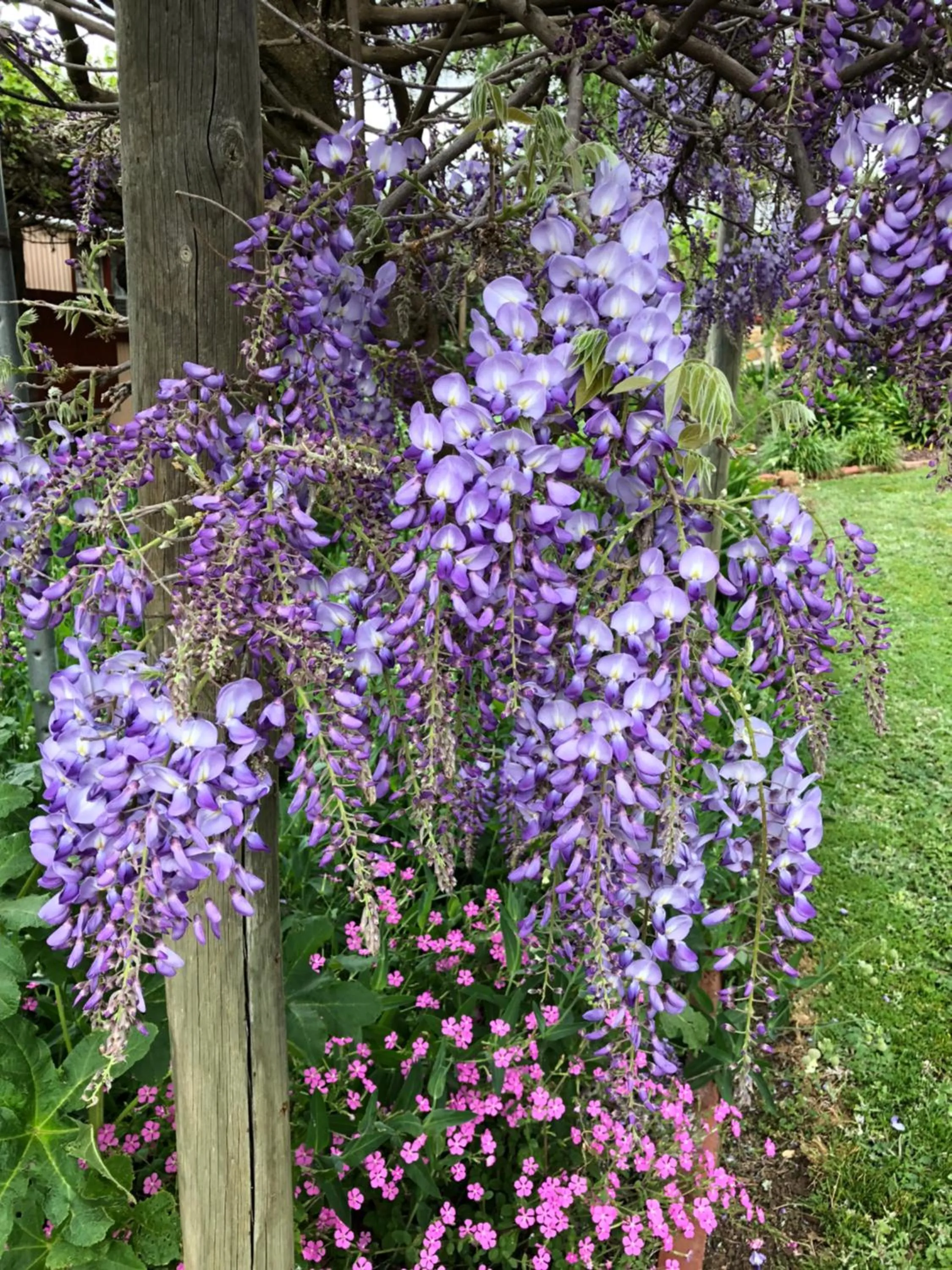 Spring in Barossa Barn Bed and Breakfast