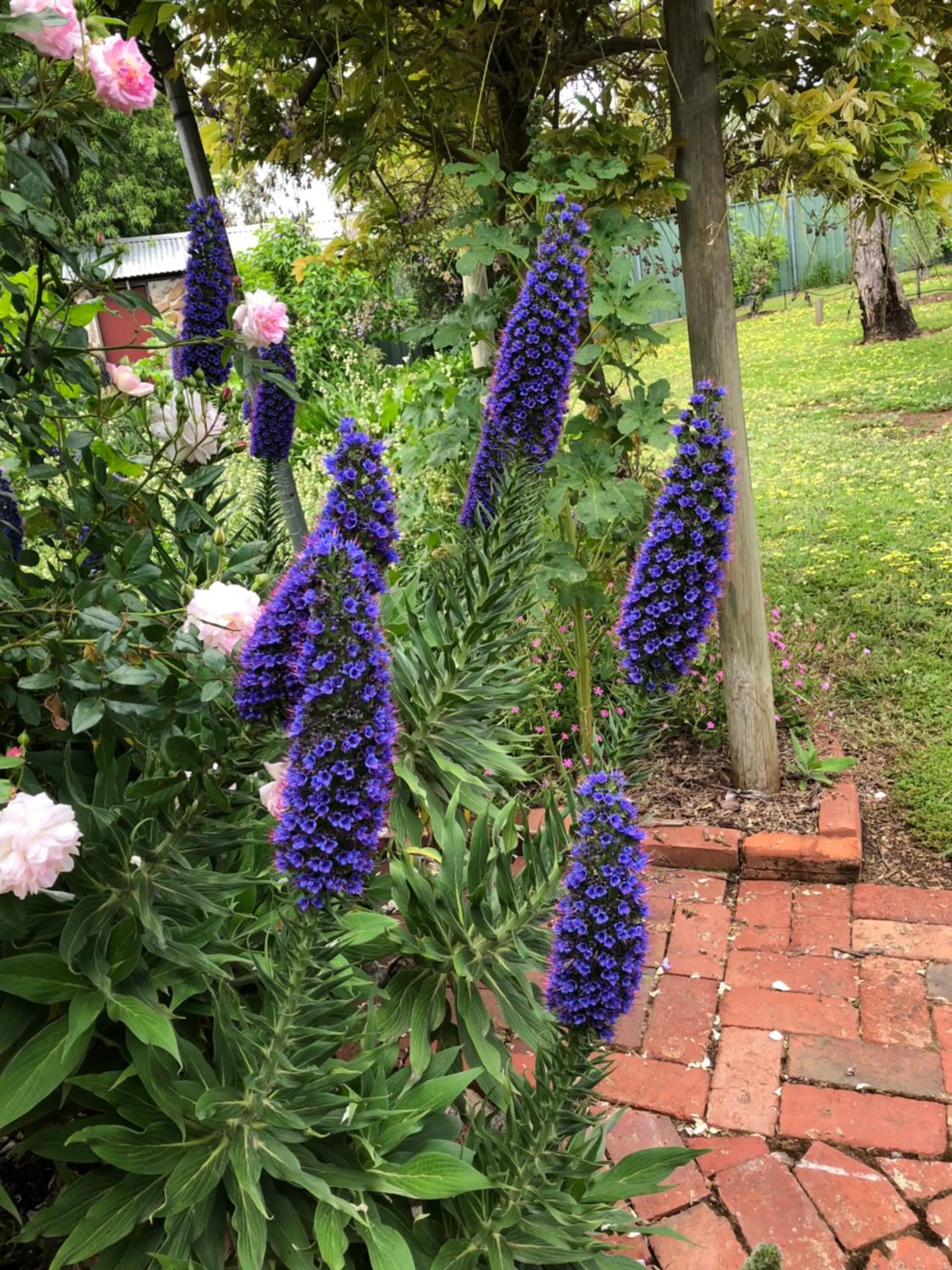 Spring in Barossa Barn Bed and Breakfast