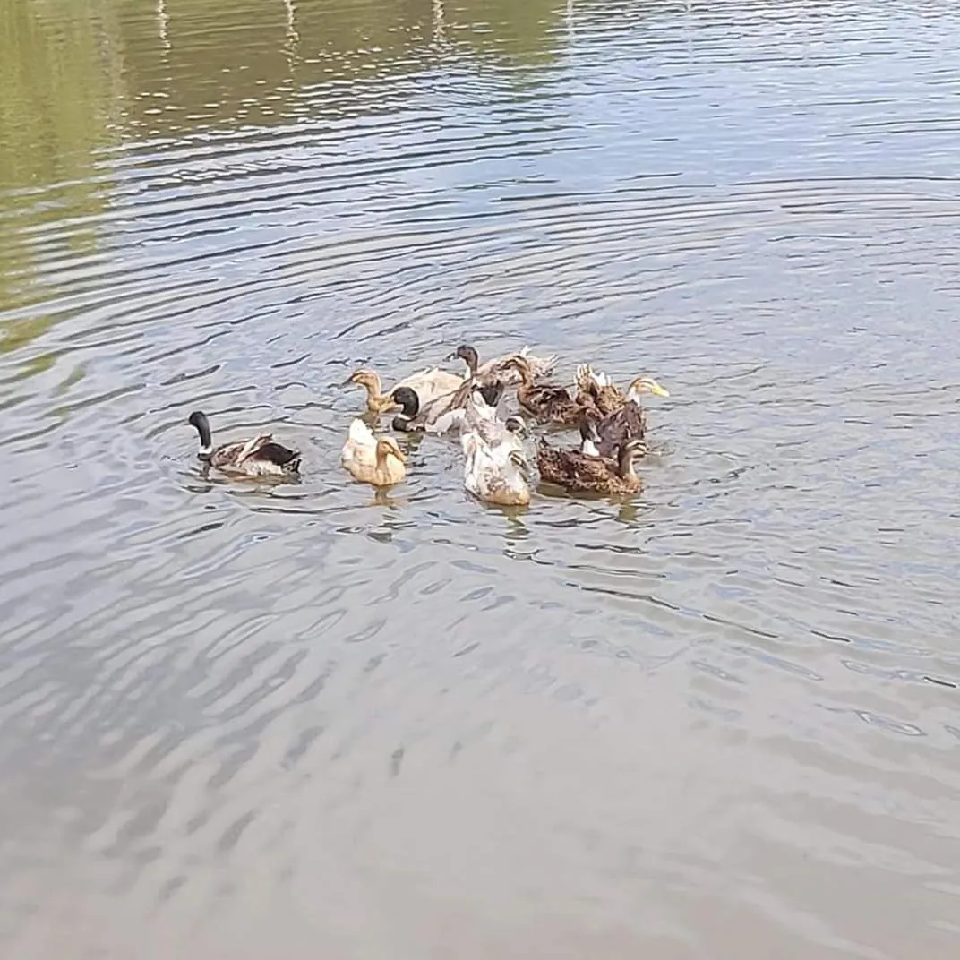 Park Hotel Eagle Stone