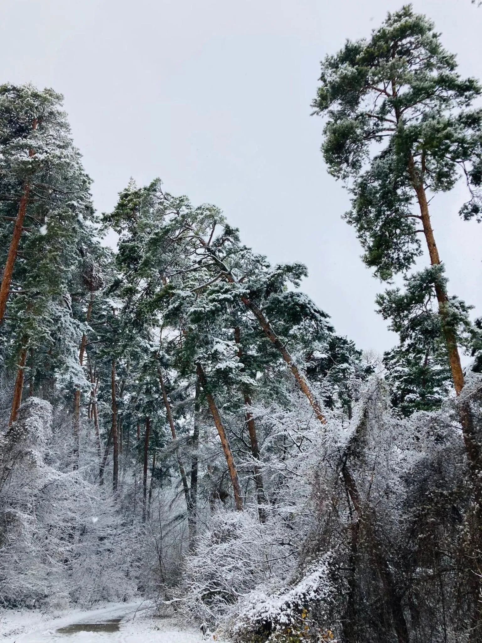 Natural landscape in The Pines Boutique Villa
