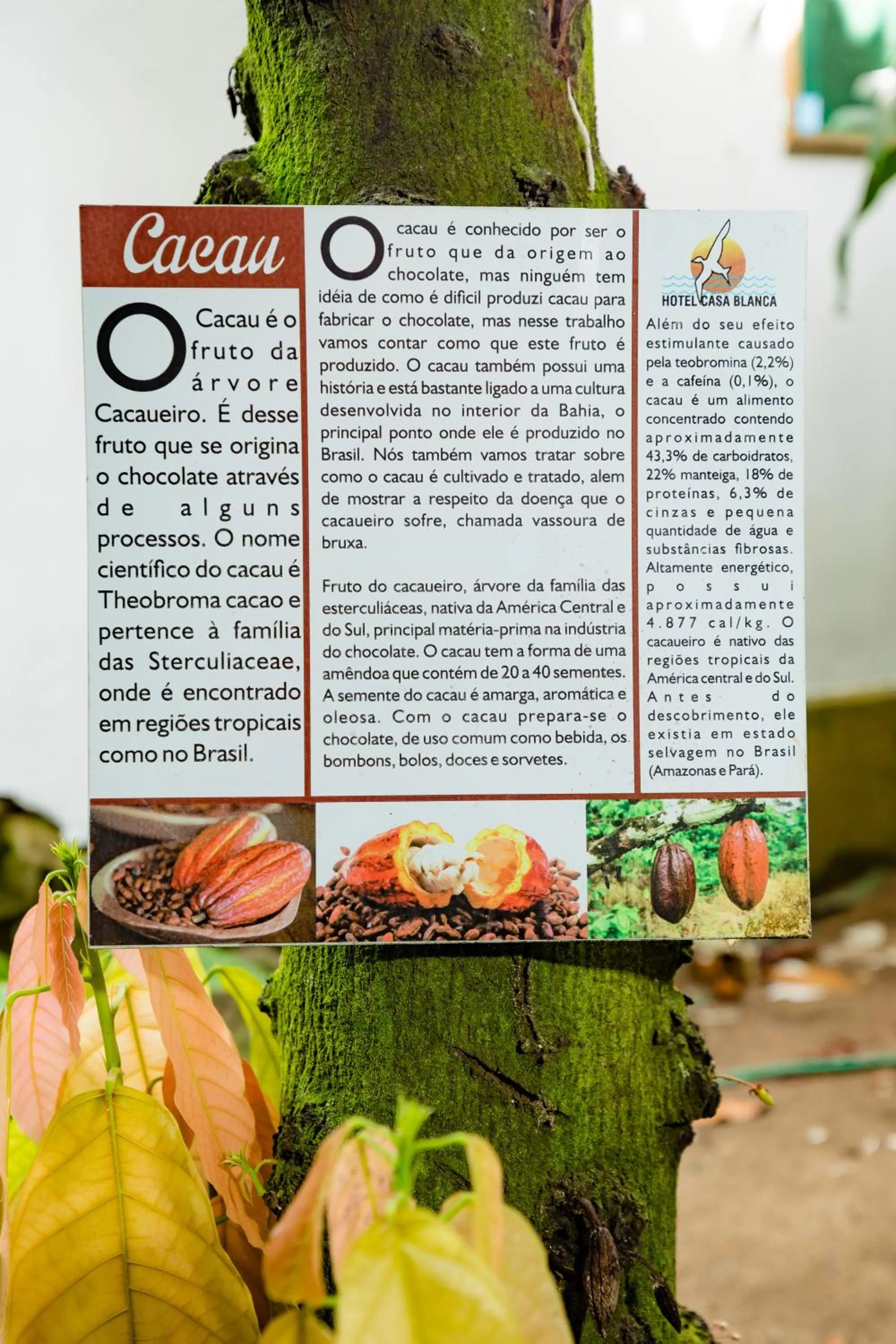 Garden in Hotel Casa Blanca Porto Seguro