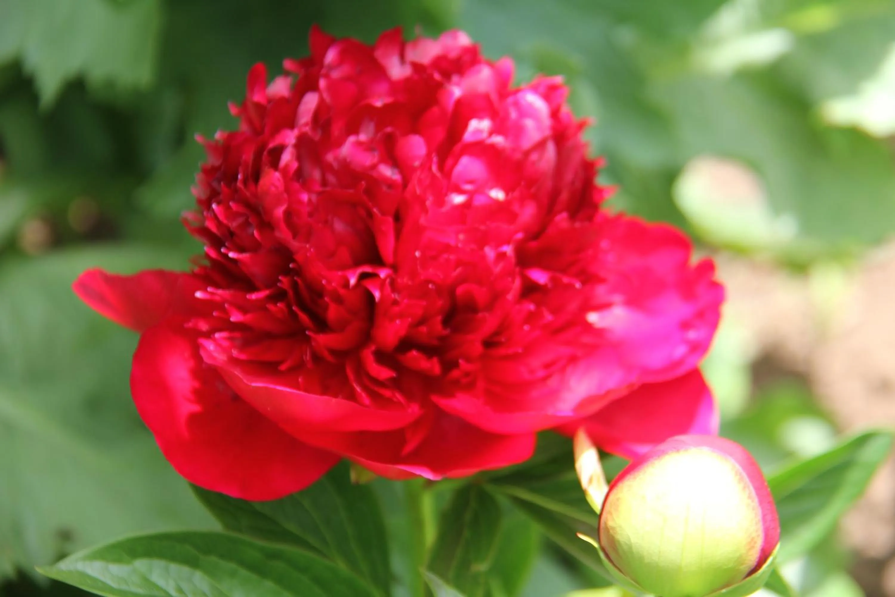 Garden in Regan House