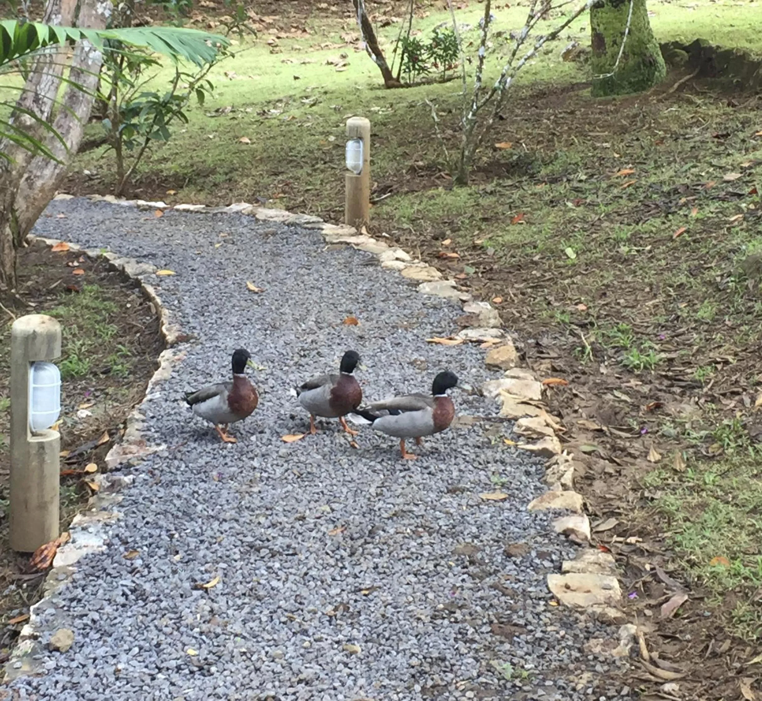 Pets in Bubble Lodge Bois Chéri Plantation