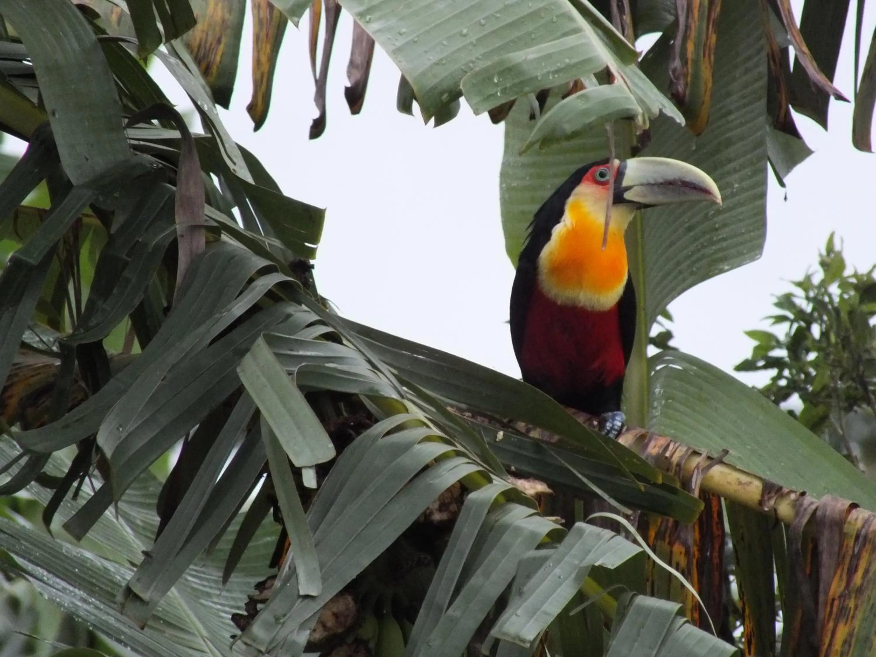 Animals in Pousada Mirante Ilhabela