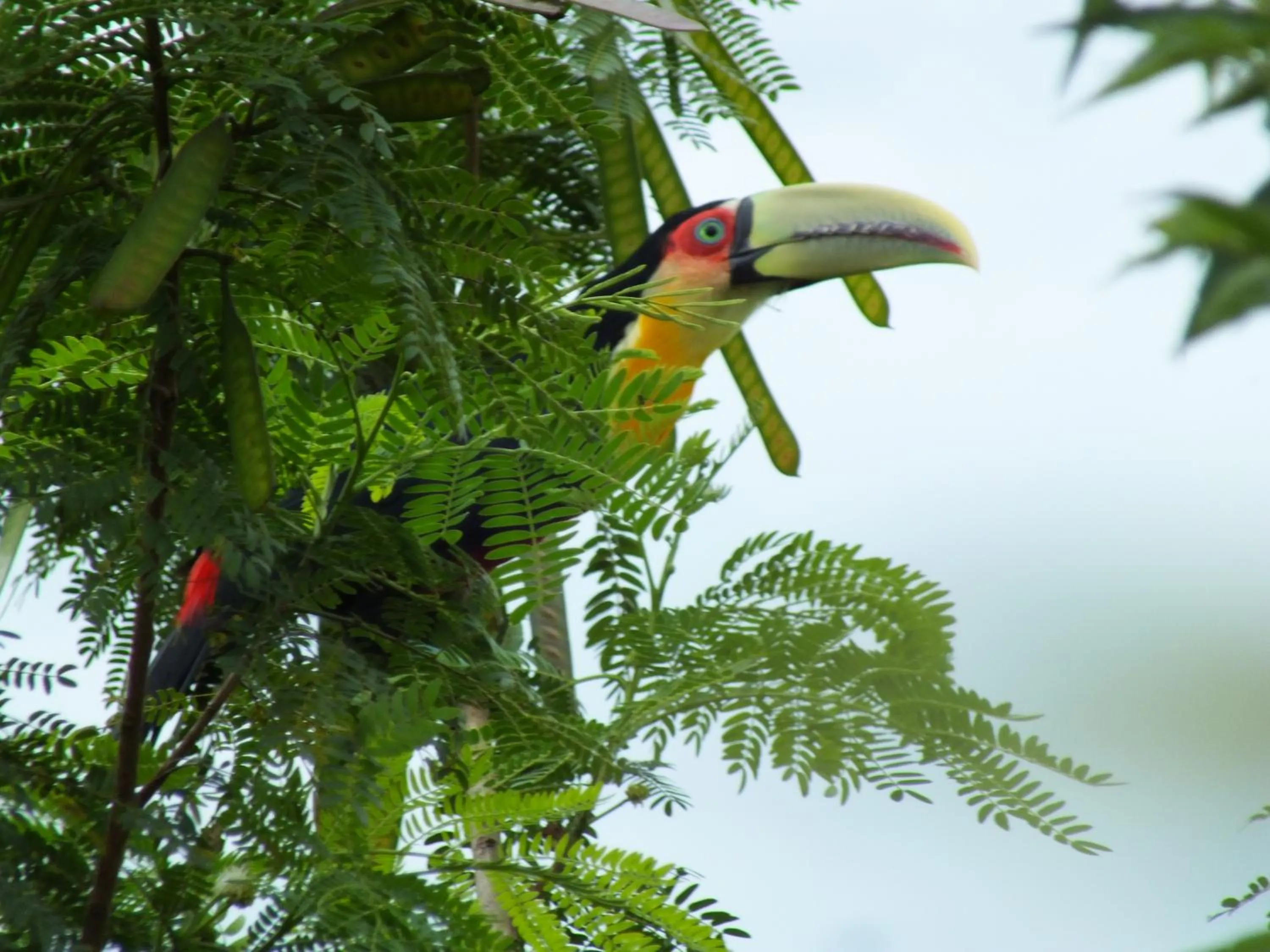 Animals in Pousada Mirante Ilhabela