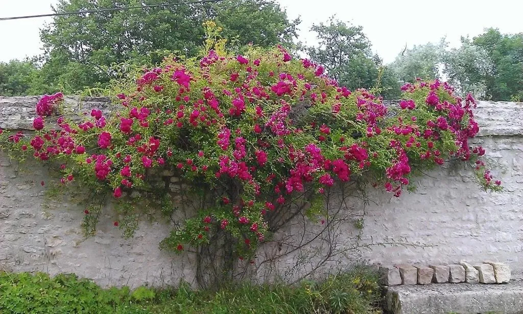 Garden in La Cuvellerie