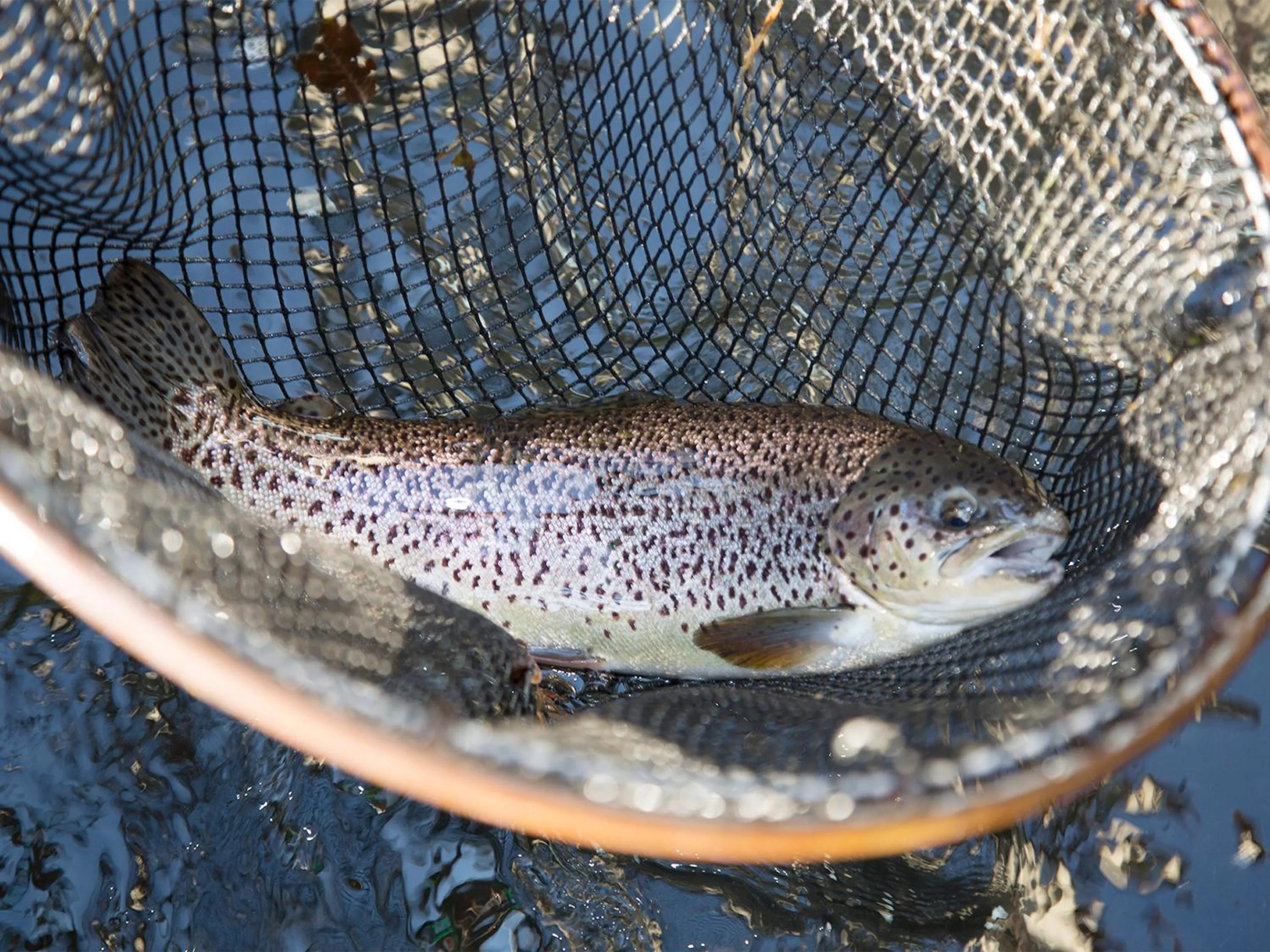 Food close-up in Oyado Fubuki