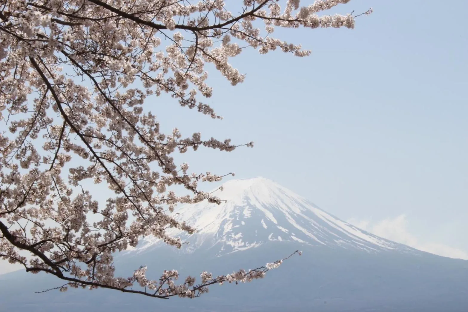 Spring in La Vista Fujikawaguchiko