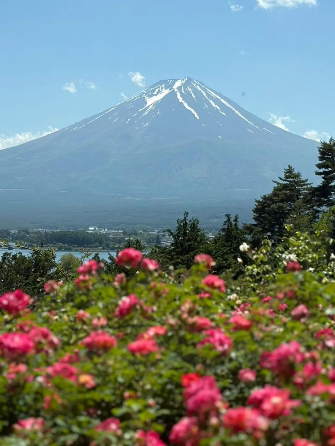 Spring in La Vista Fujikawaguchiko