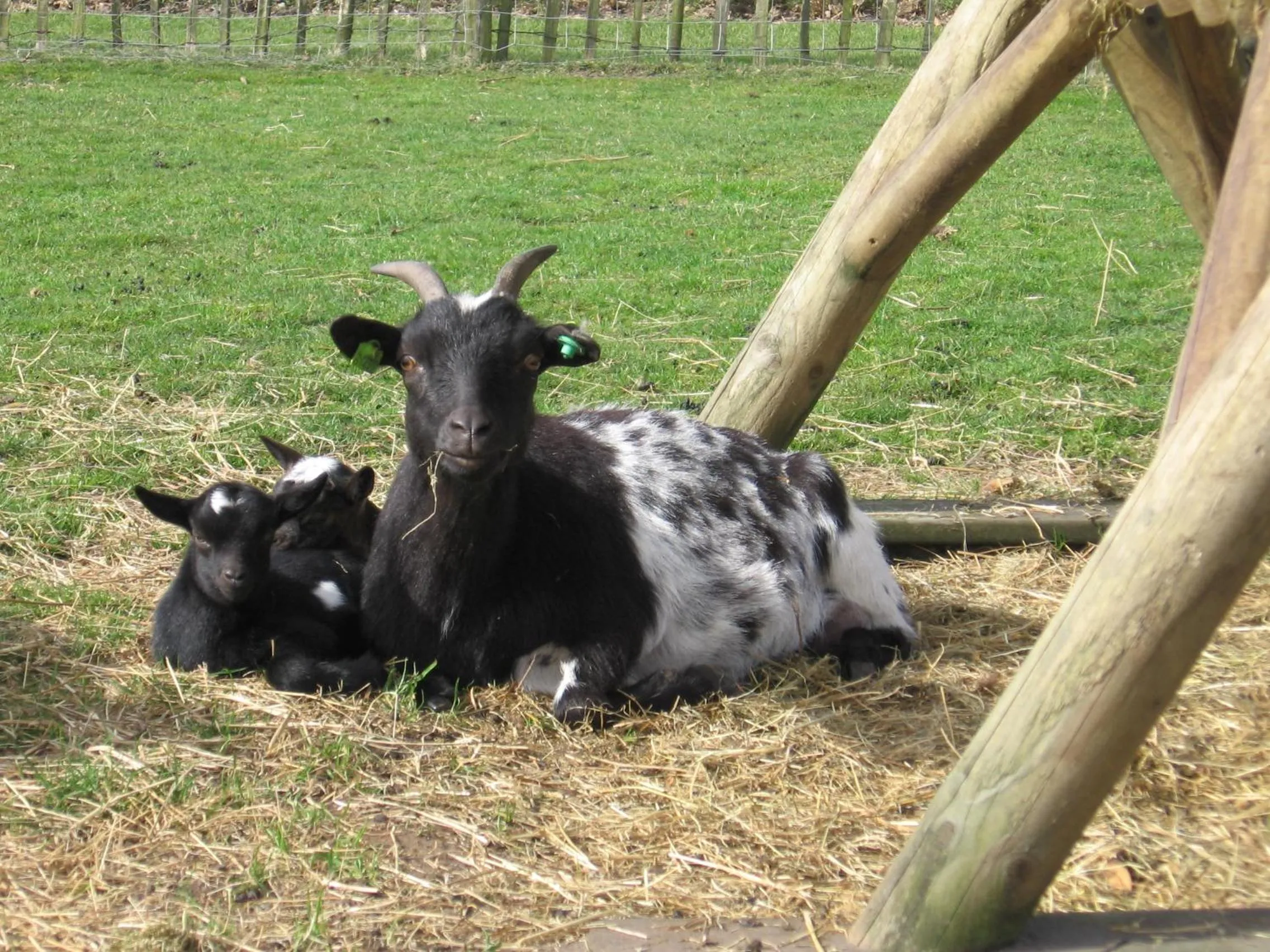 Pets in De Zandkant