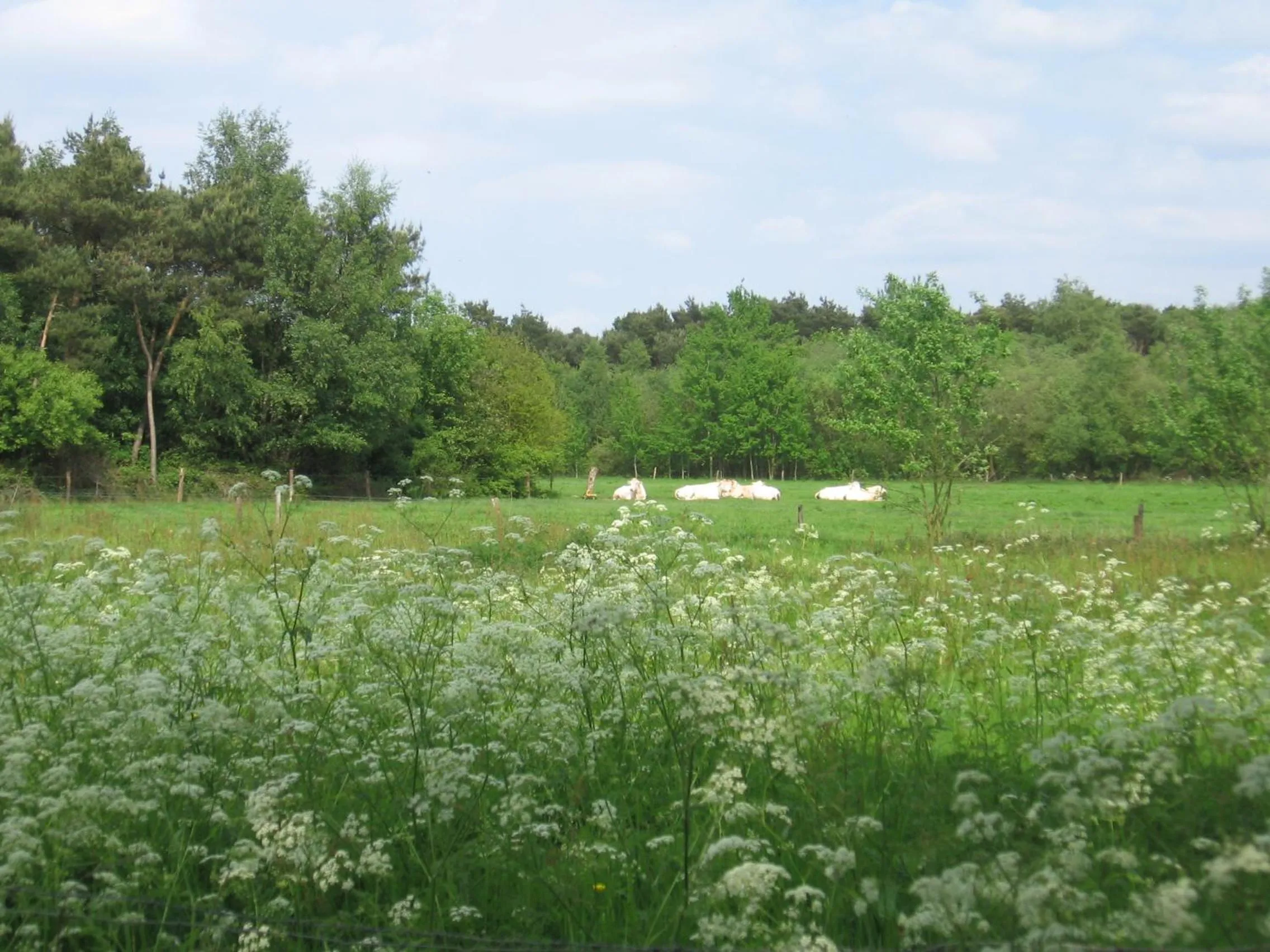 Natural landscape in De Zandkant