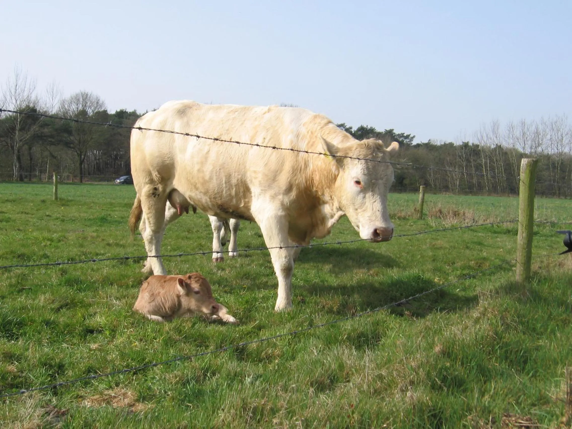 Pets in De Zandkant