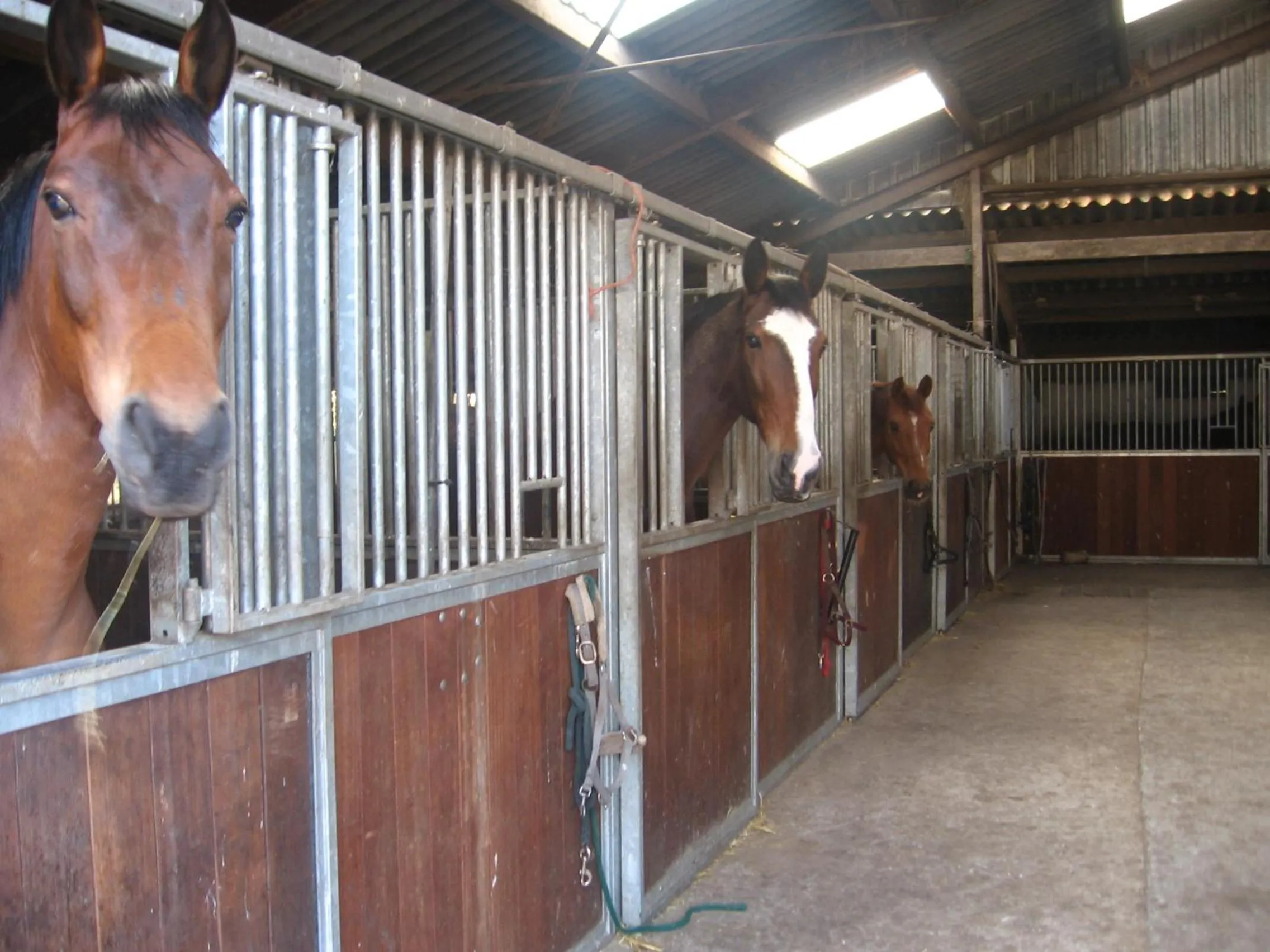Pets in De Zandkant