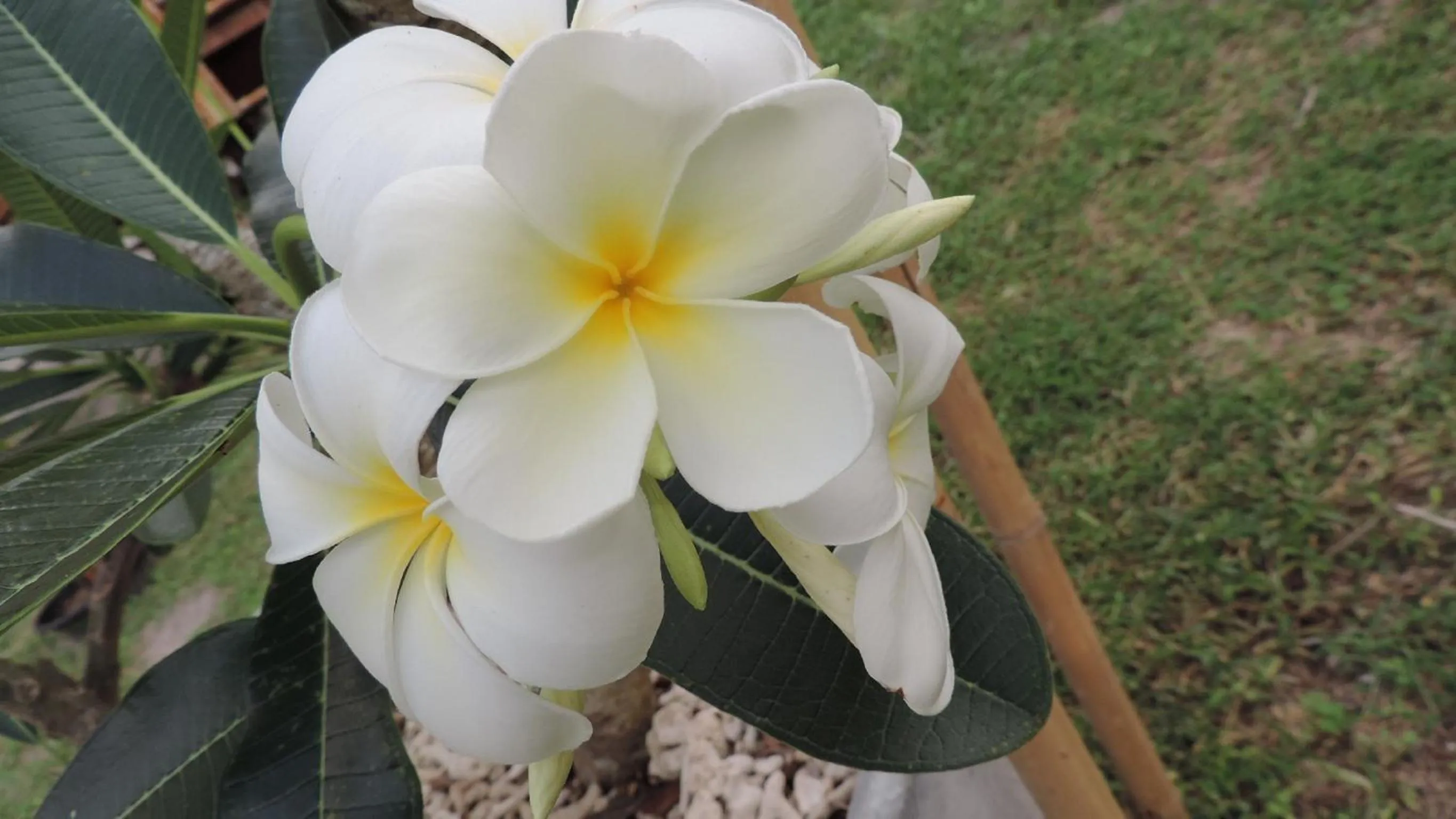 Garden in Lazy Days Bungalows