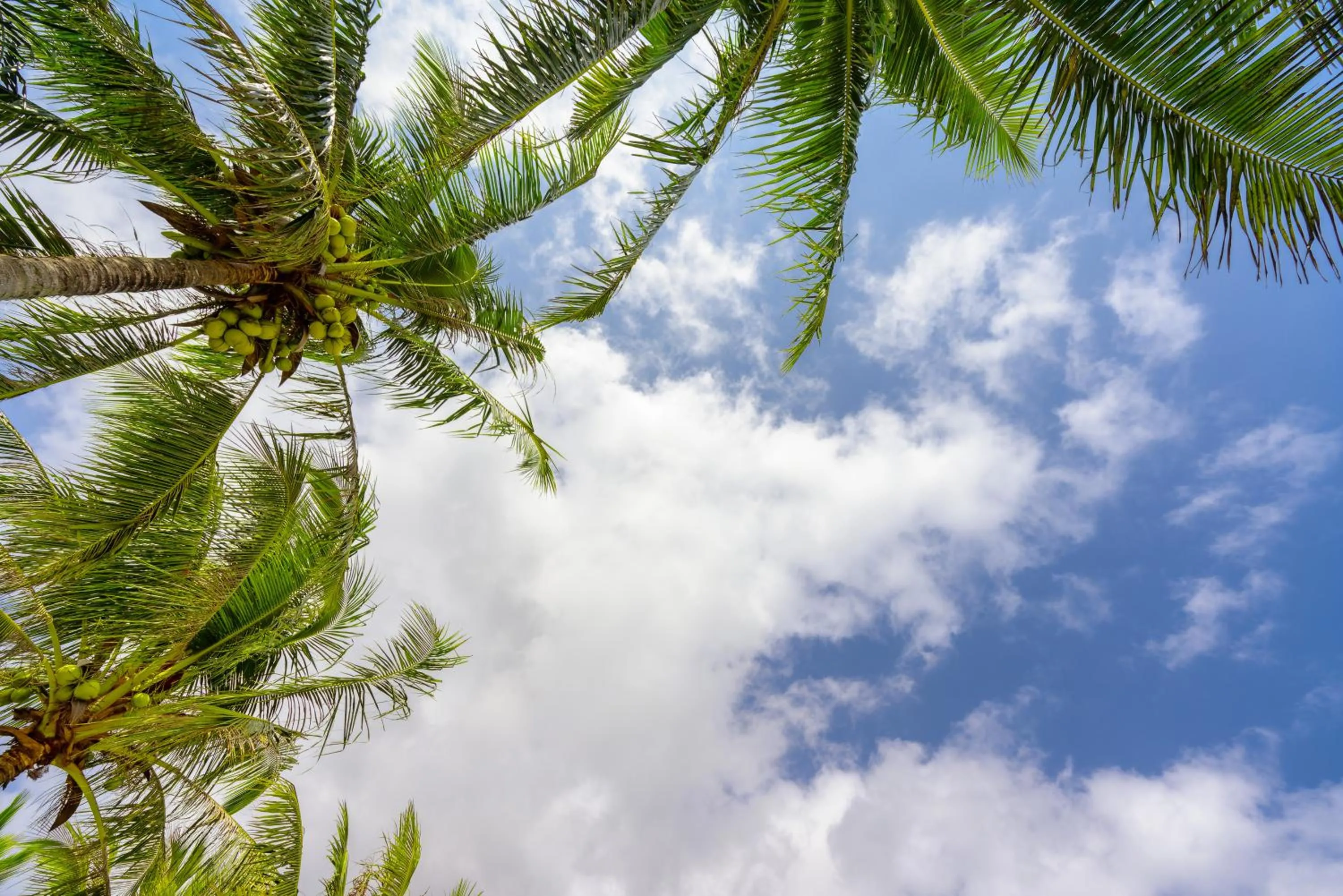 Garden view in The Westin Shimei Bay Resort