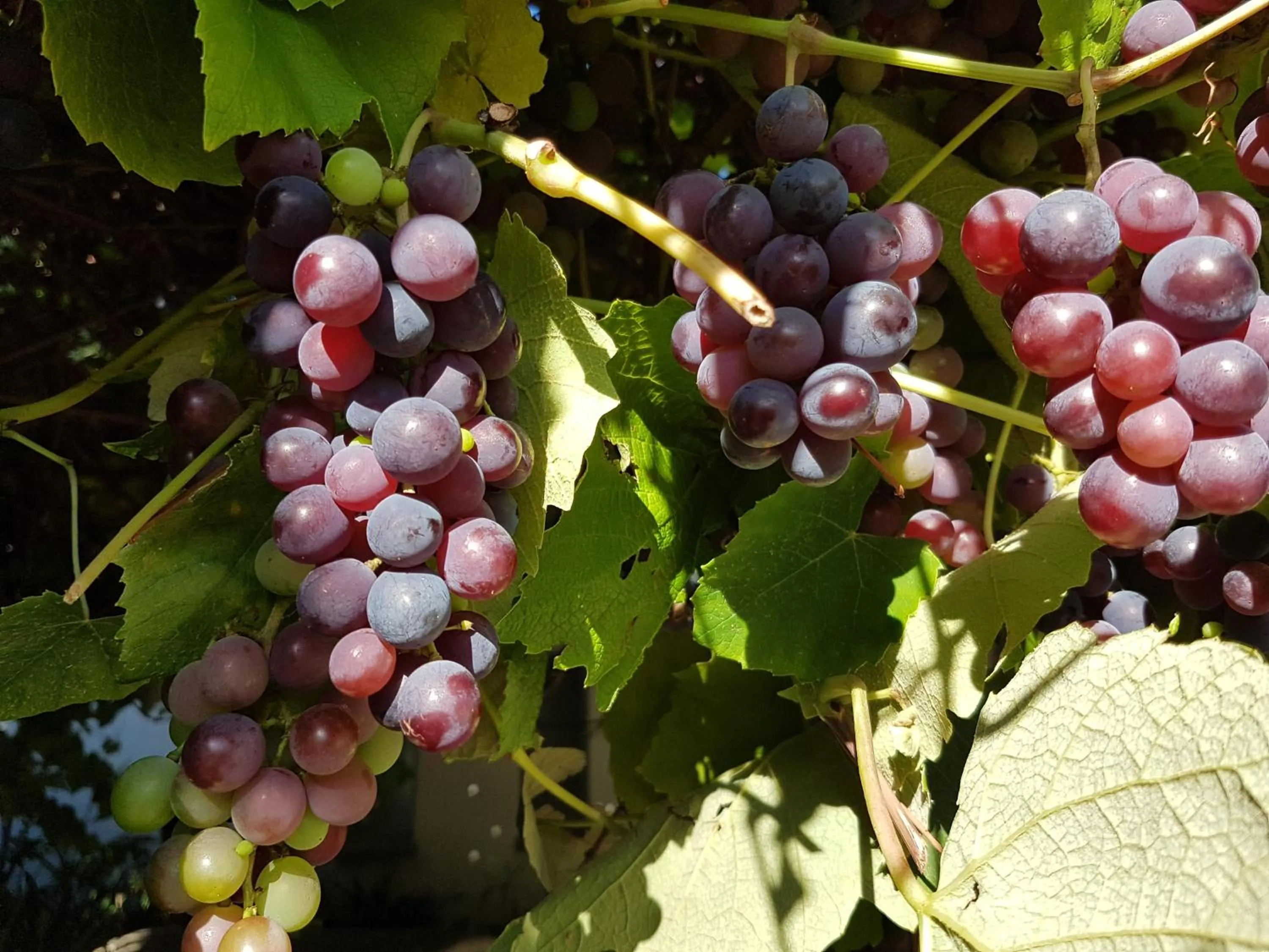 Garden in Victorskloof Lodge