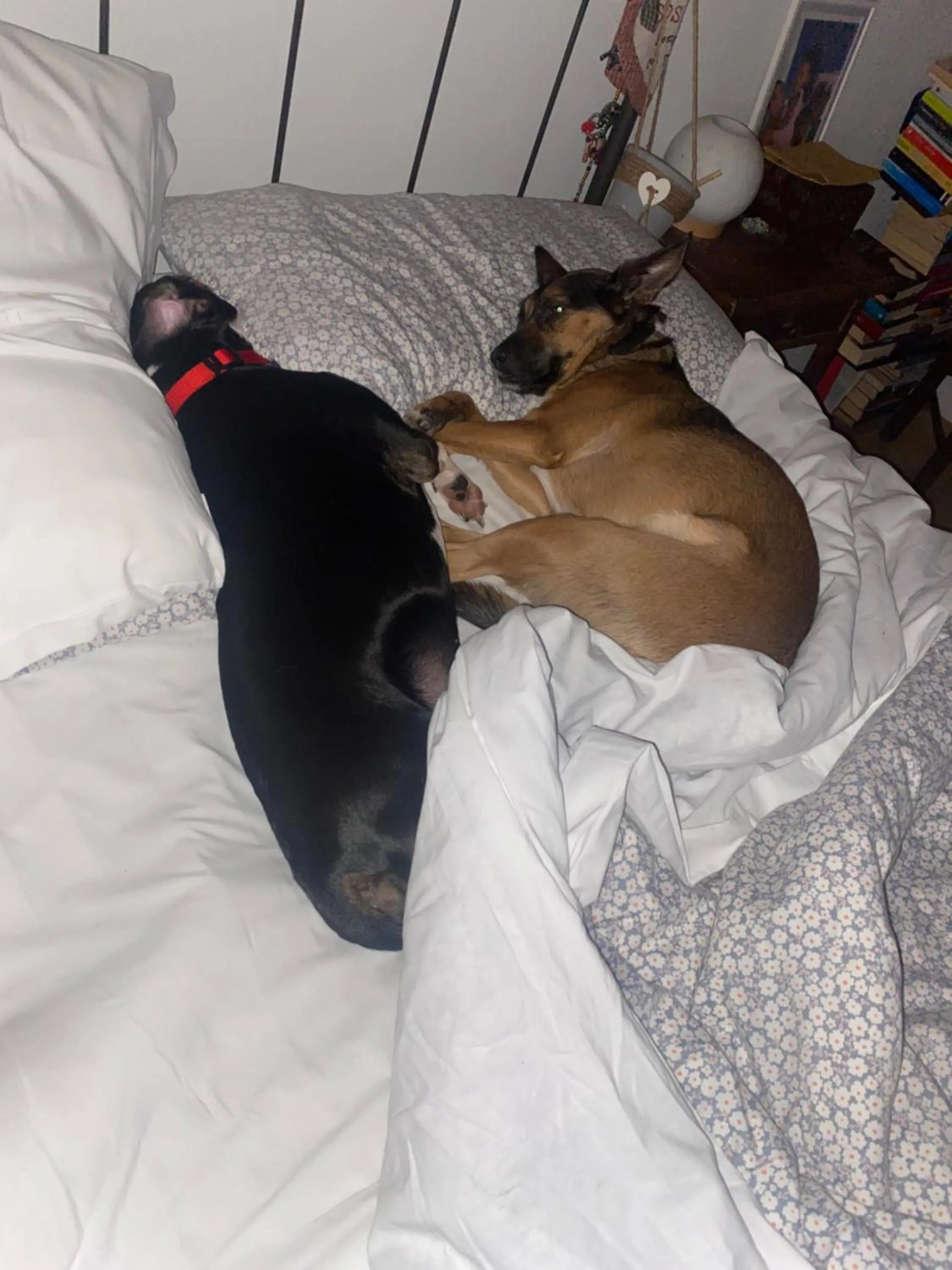 Bed in B&B Happiness in the Country