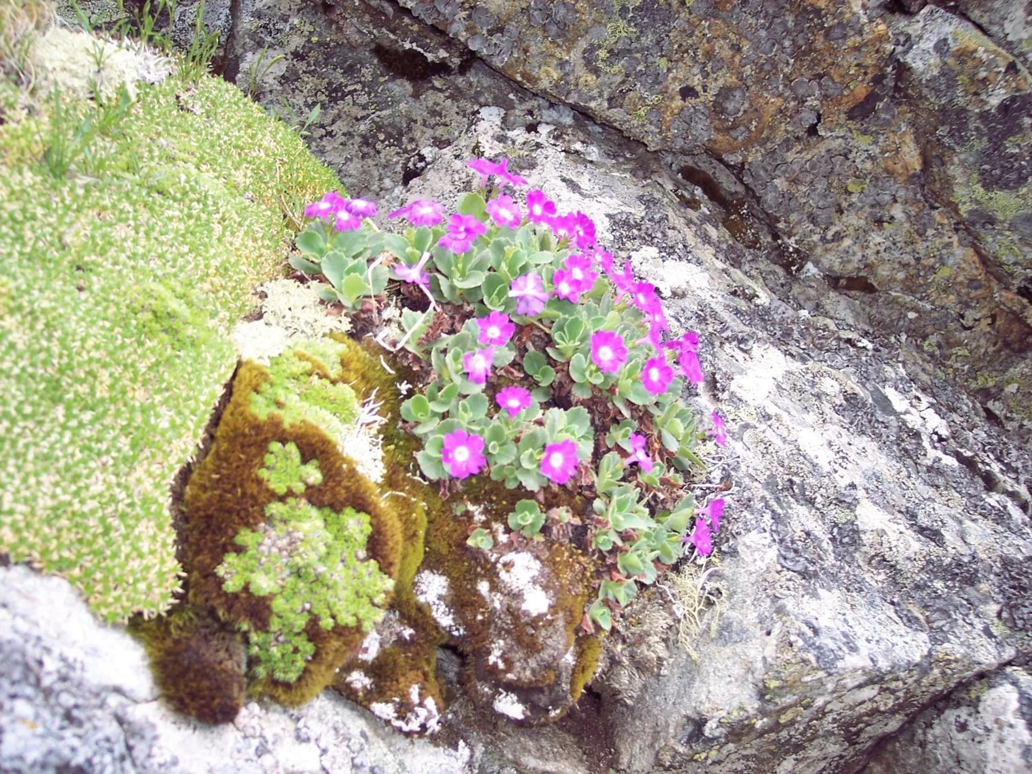 Les Clarines Perceneige - Chambre d'Hôtes Vue Sur Montagne & SPA