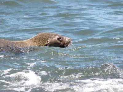 Animals in Baudins Accommodation