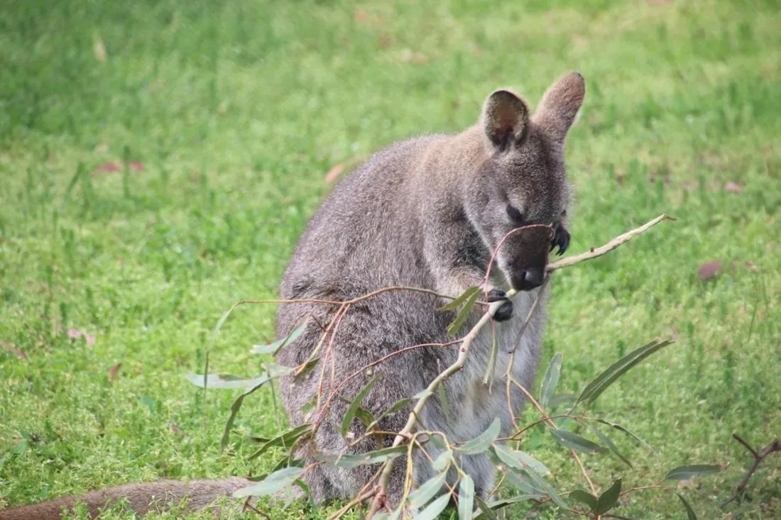 Animals in Baudins Accommodation