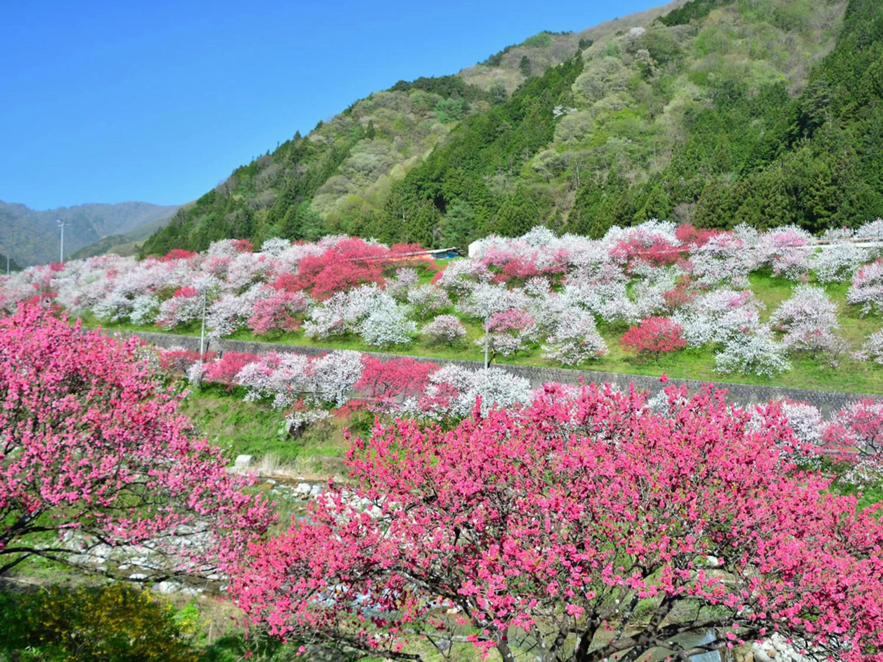 Other in Oogute Kohan Shirasagi So