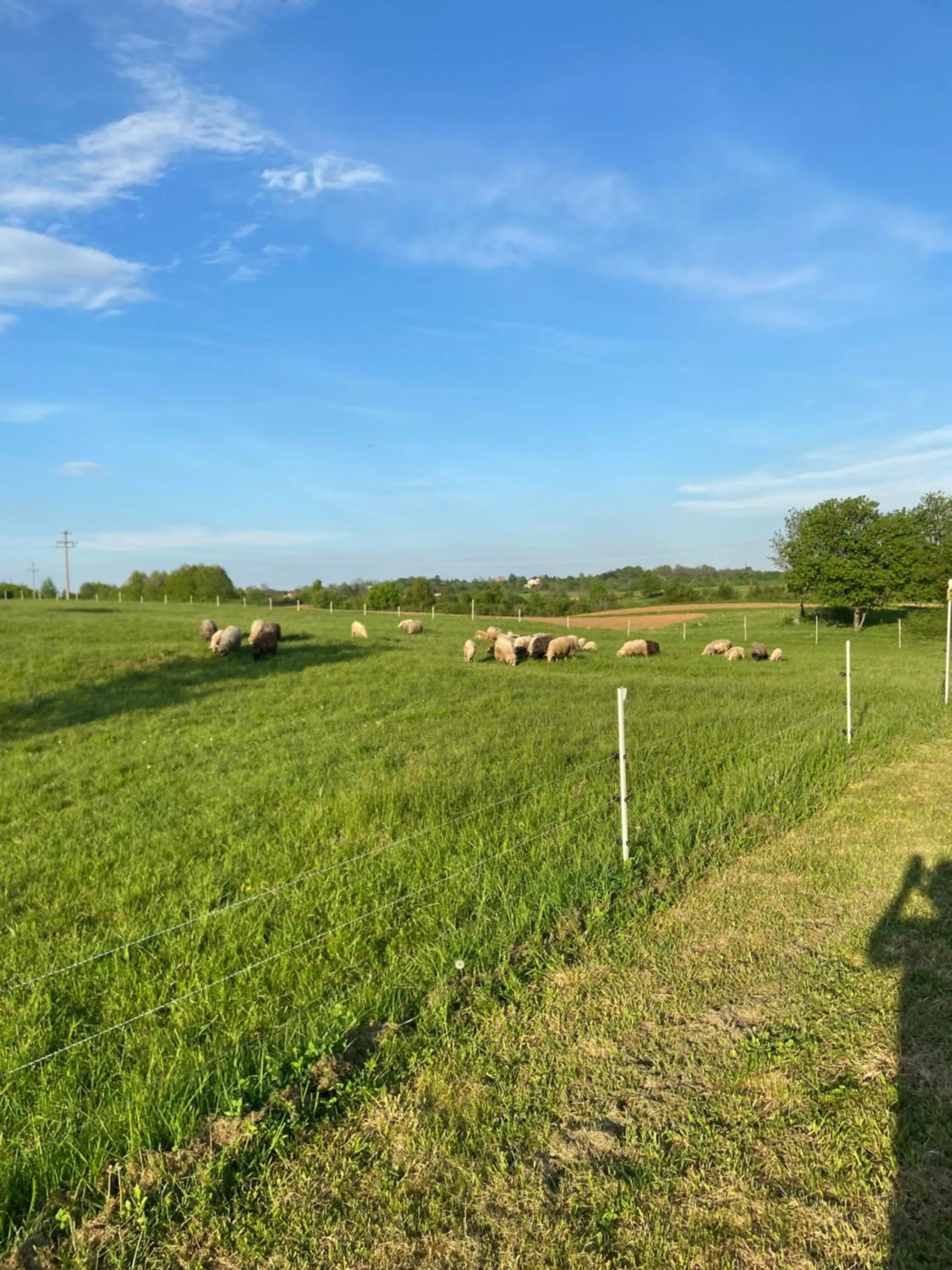 Animals in Villa Stone