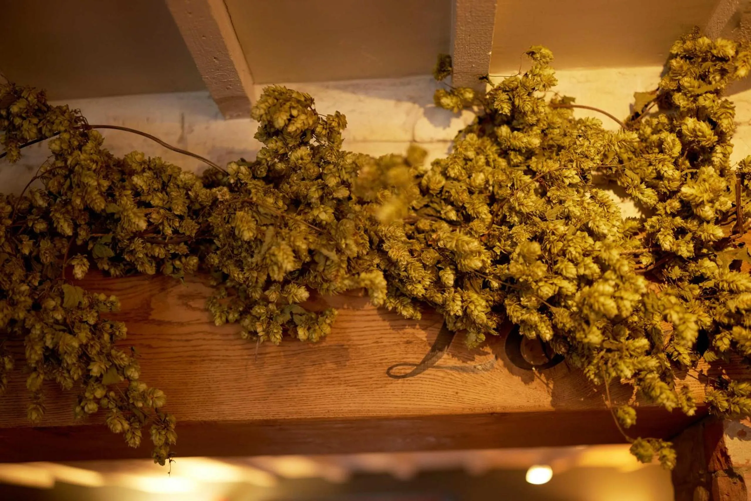 Other in The Dog & Gun Inn