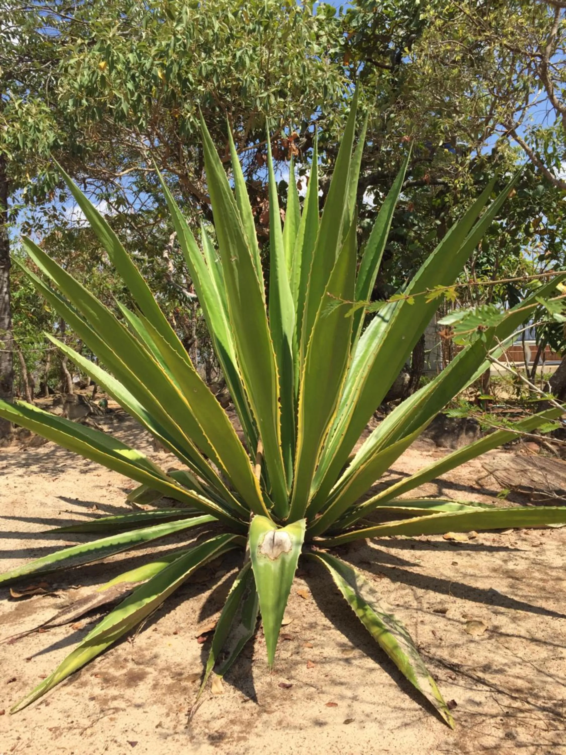 Garden in Pousada Recanto das Pedras São Leopoldo