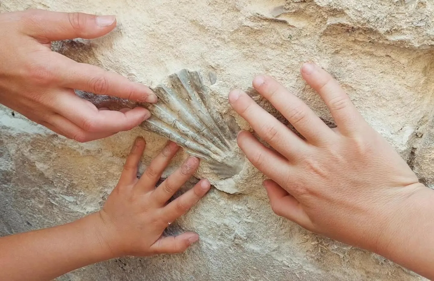 Logo/Certificate/Sign in Il Geco