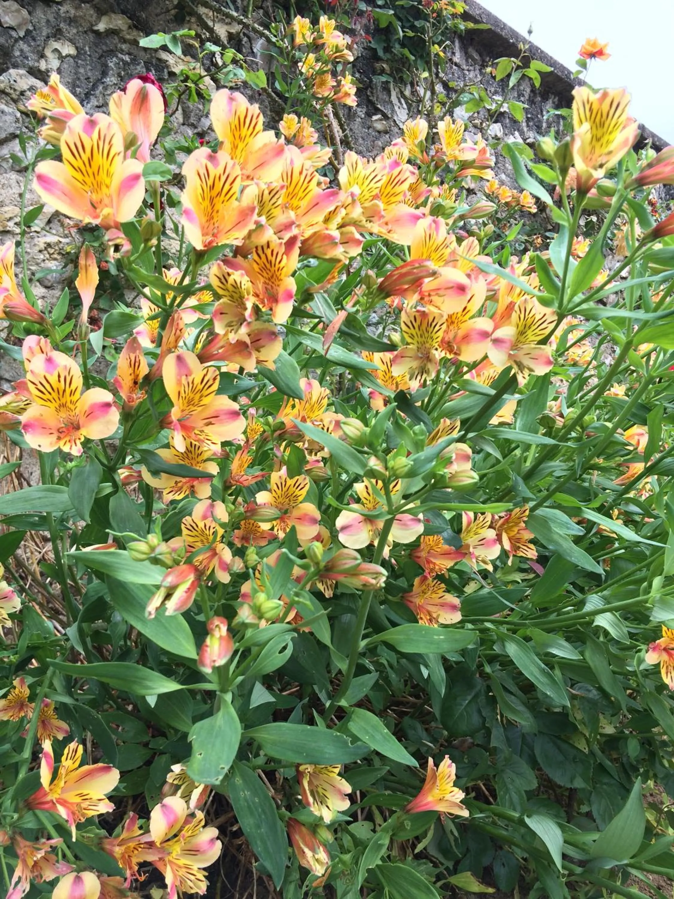 Garden in La Tour de Saint Cyr